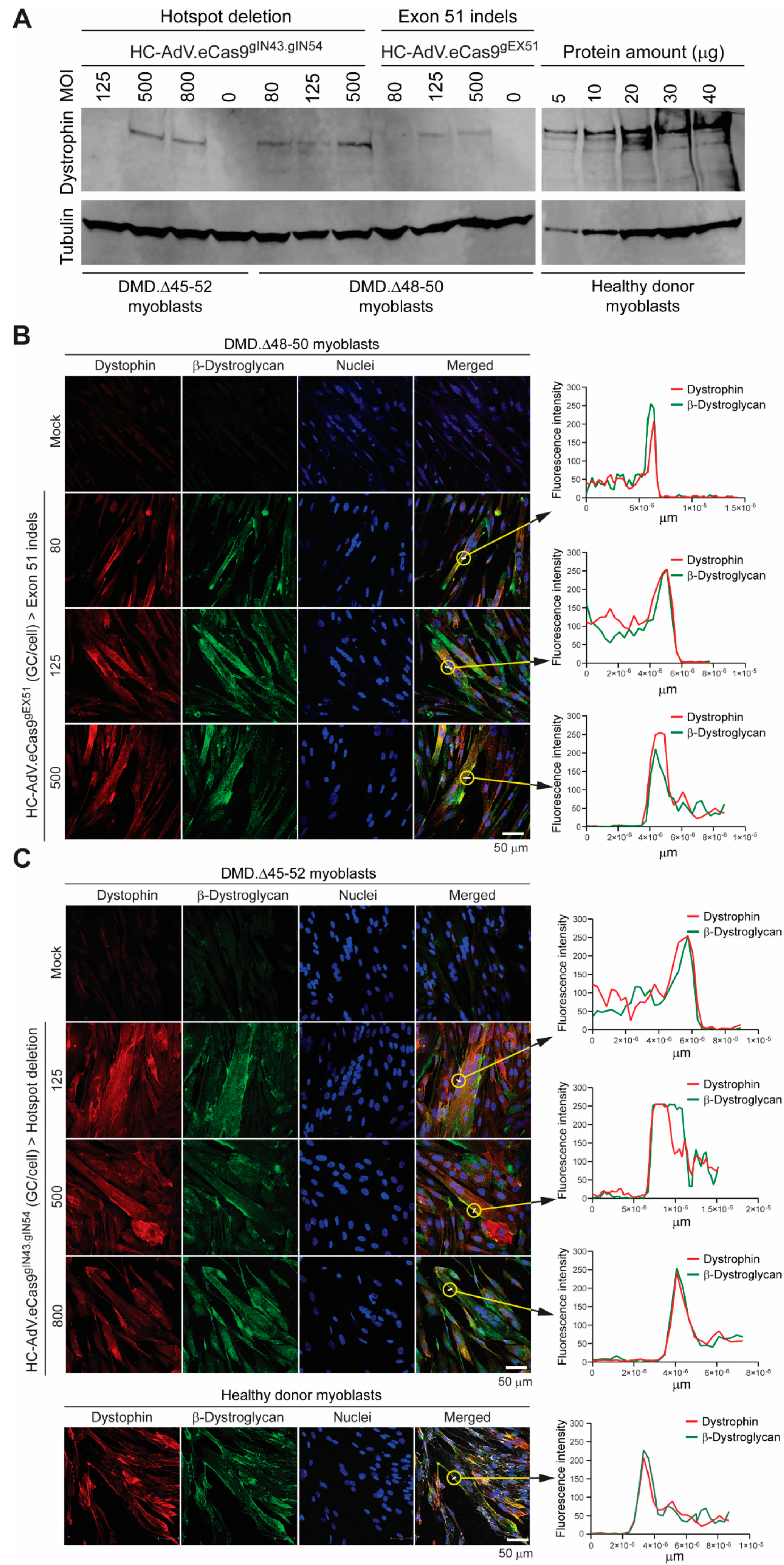 Cells 09 00869 g007 Cells 09 00869 g007