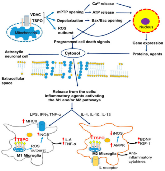 Diagnostic and Therapeutic Potential of TSPO Studies Diagnostic and Therapeutic Potential of TSPO Studies