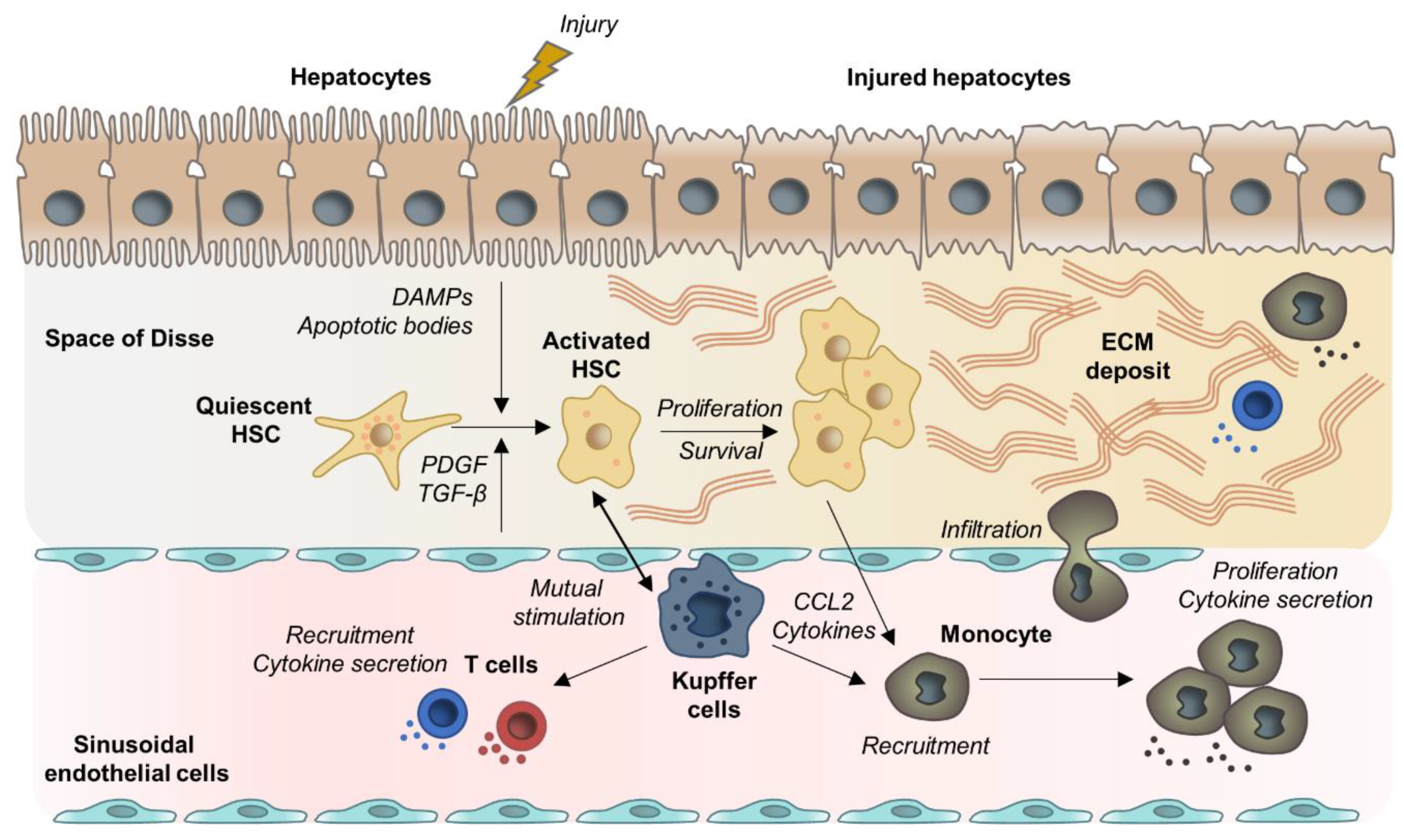 Liver Fibrosis Cells