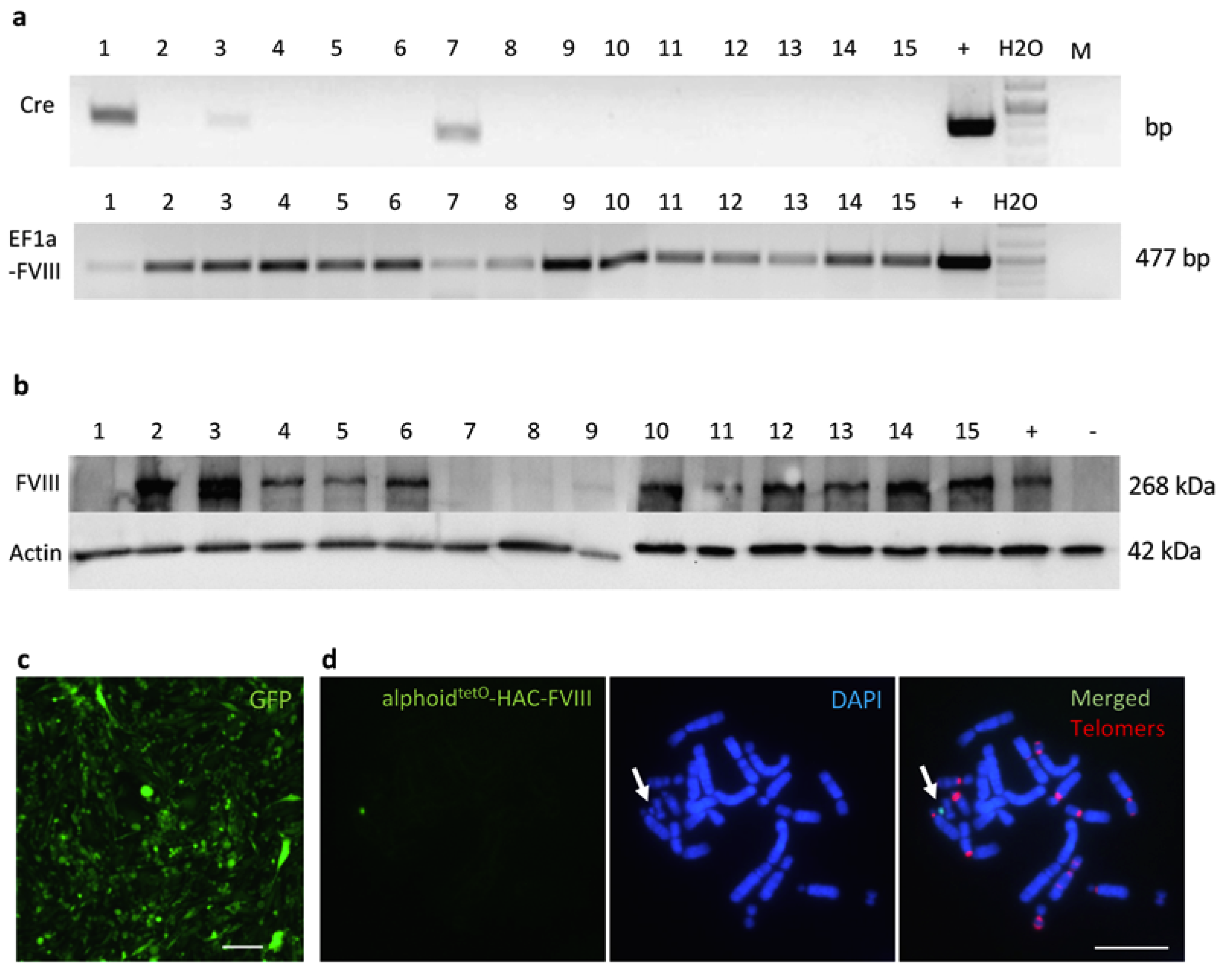 Cells 09 00879 g002 Cells 09 00879 g002