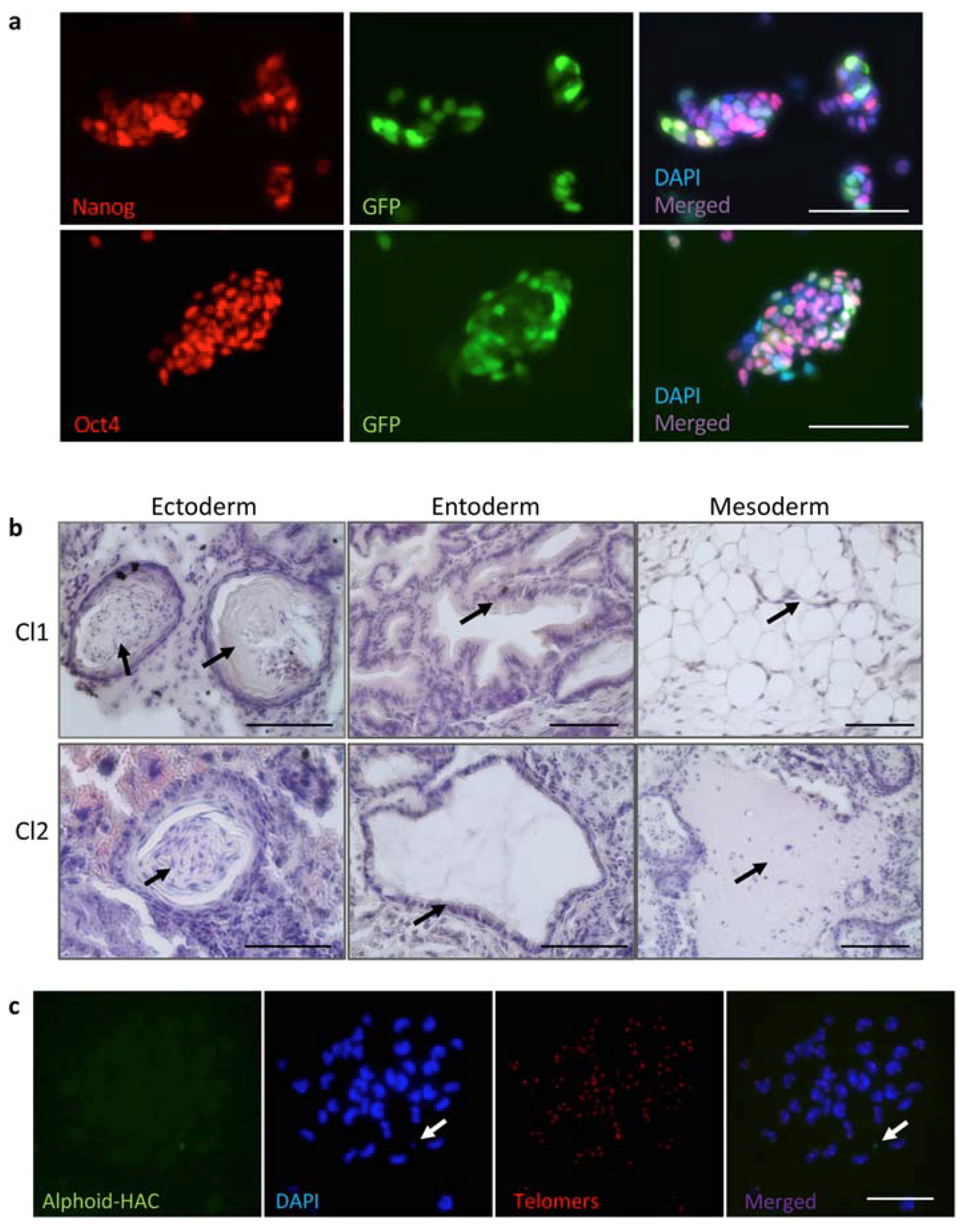 Cells 09 00879 g004 Cells 09 00879 g004