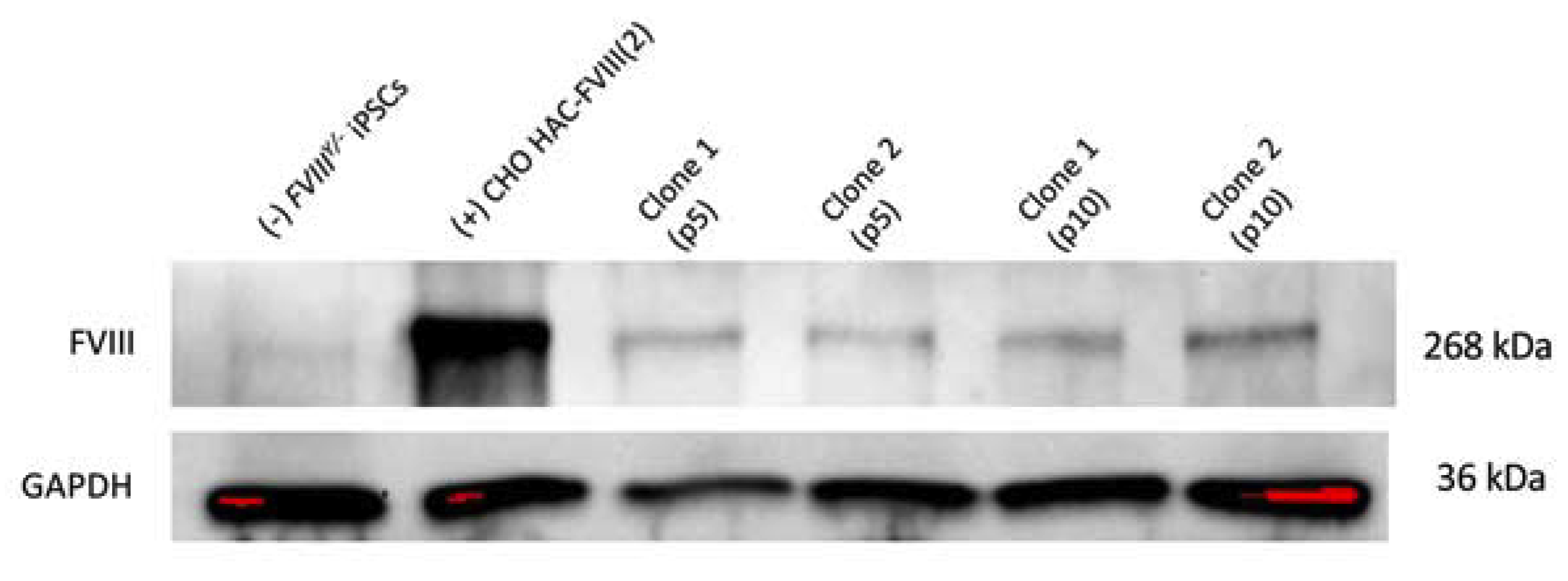 Cells 09 00879 g005 Cells 09 00879 g005