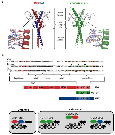 Cells Free Full Text Blocking Myc To Treat Cancer Reflecting On Two Decades Of Omomyc Html