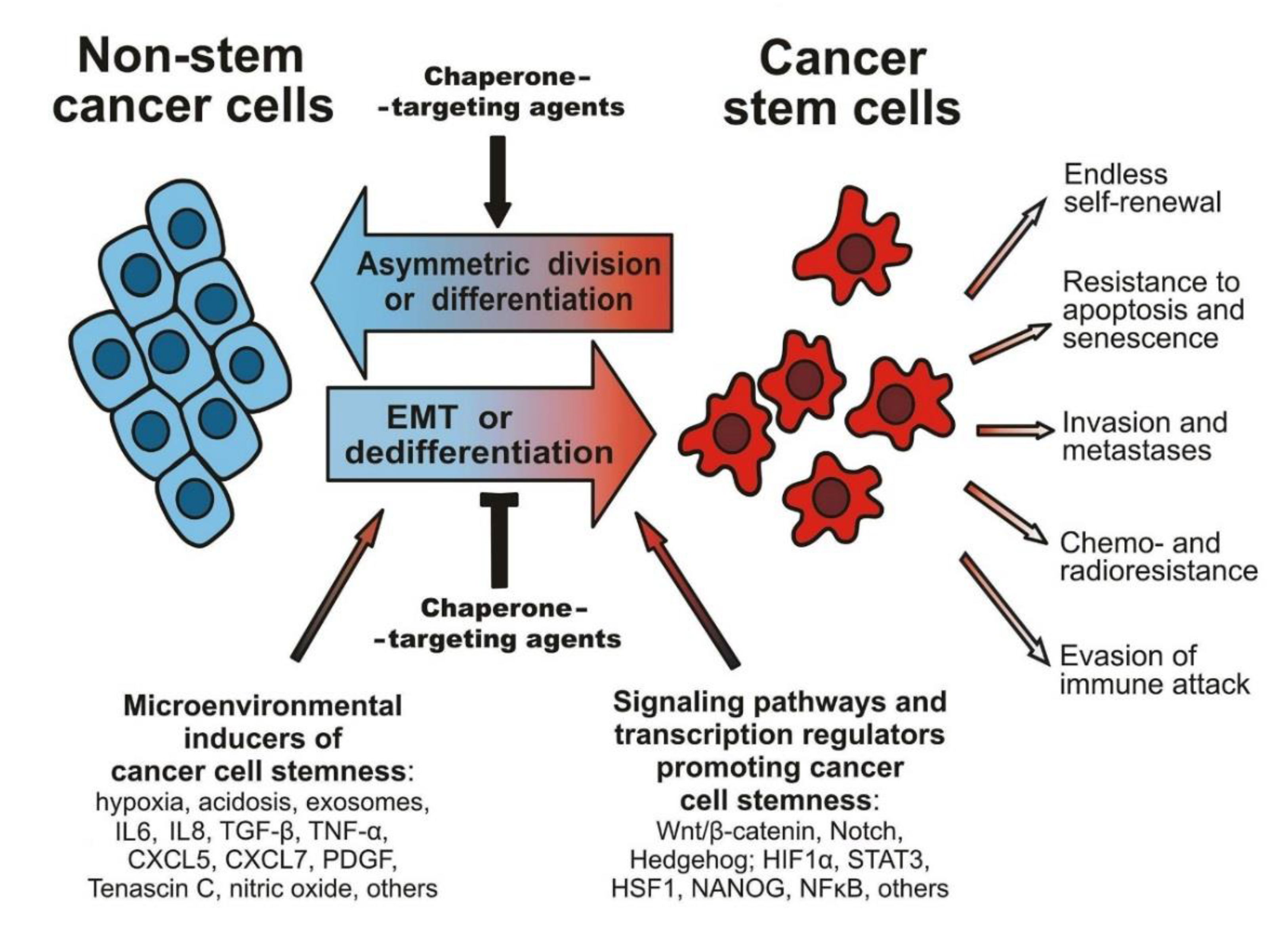 Cells Free Full Text Molecular Chaperones In Cancer Stem Cells