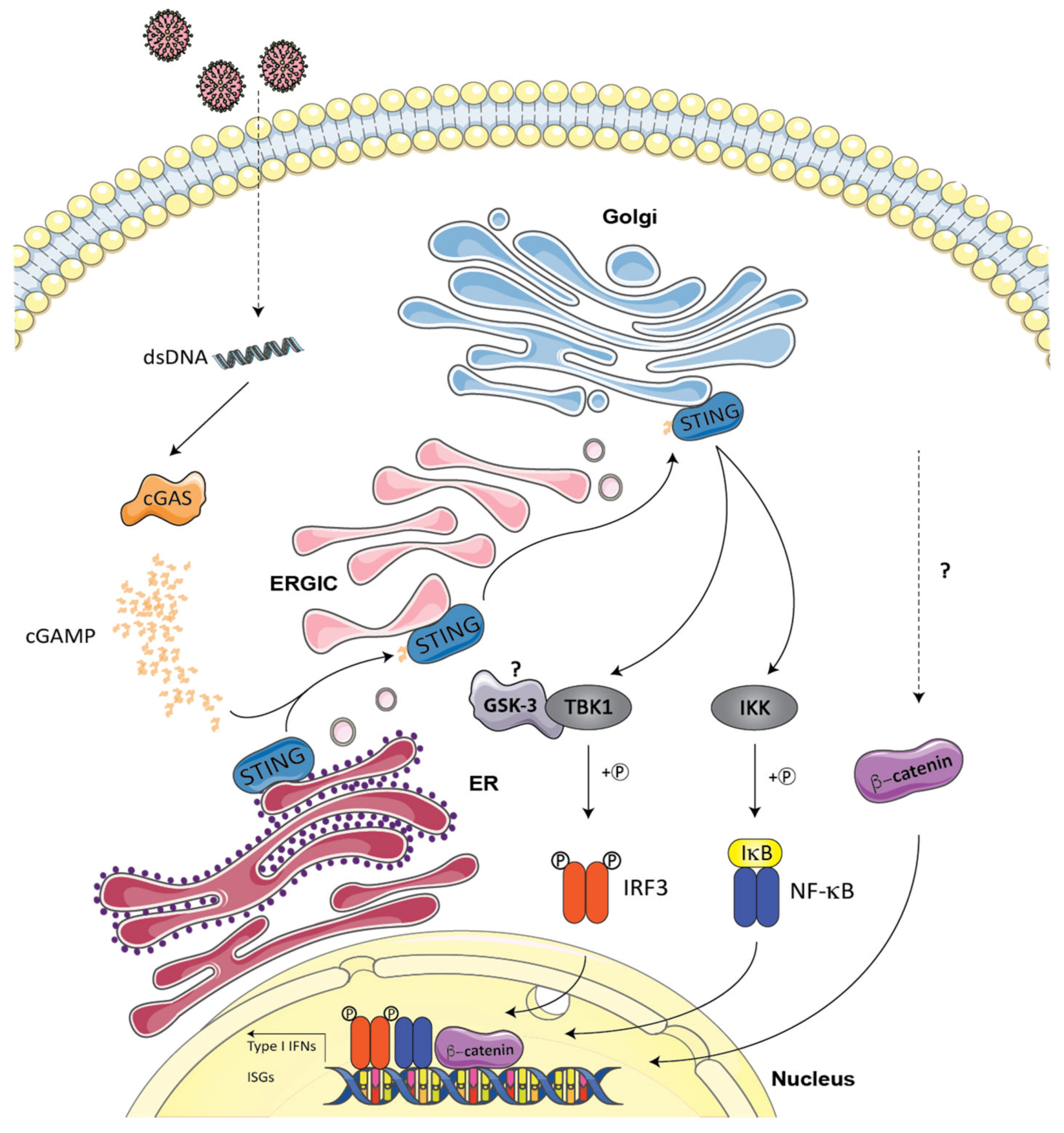 Cells 09 00897 g004 Cells 09 00897 g004
