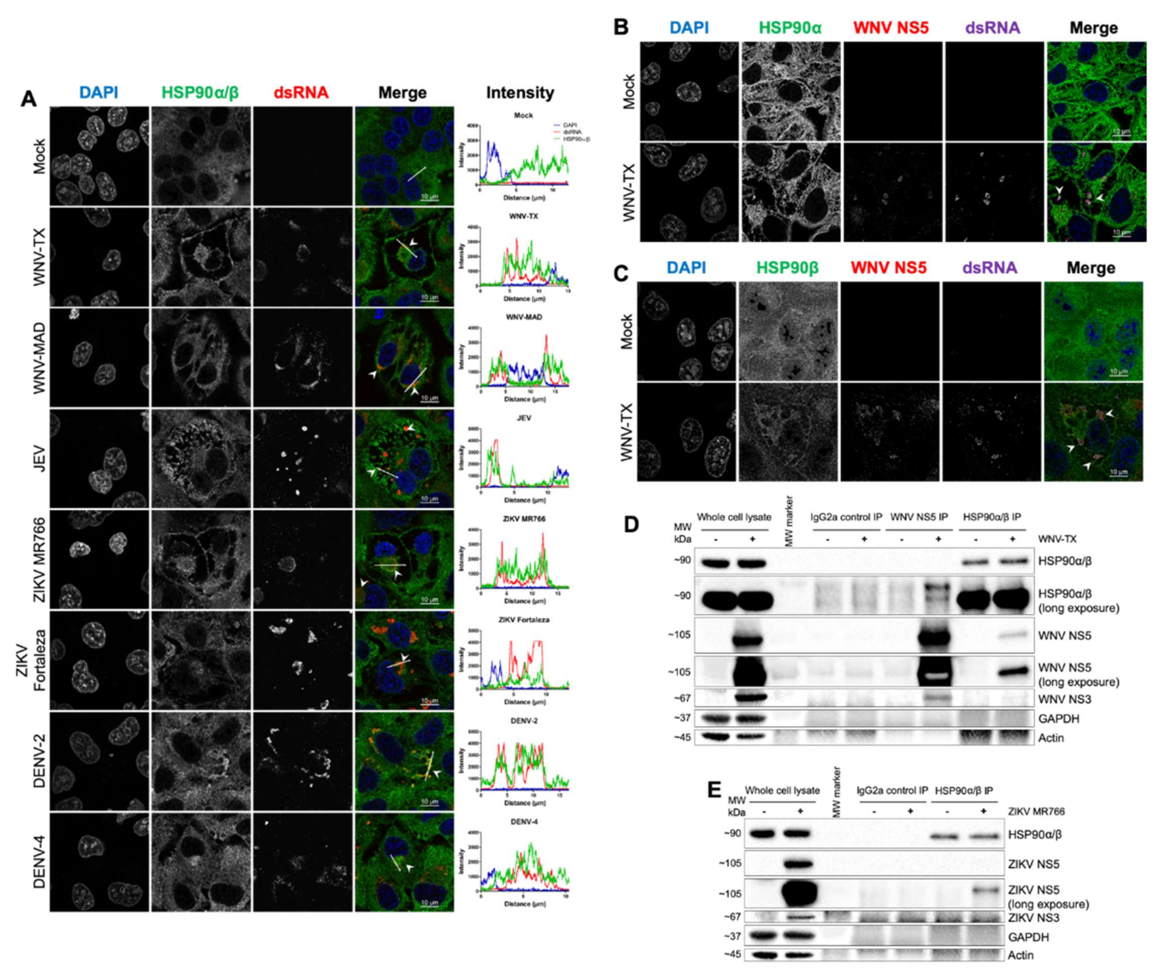 Cells 09 00899 g004 Cells 09 00899 g004