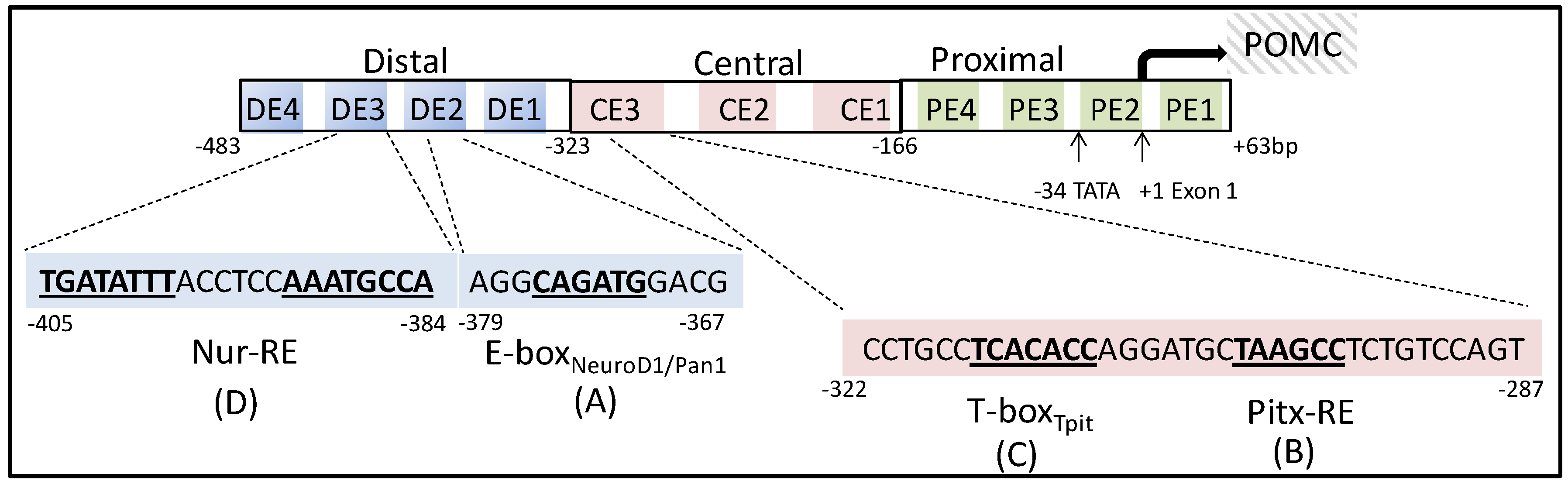 Cells 09 00900 g003 Cells 09 00900 g003
