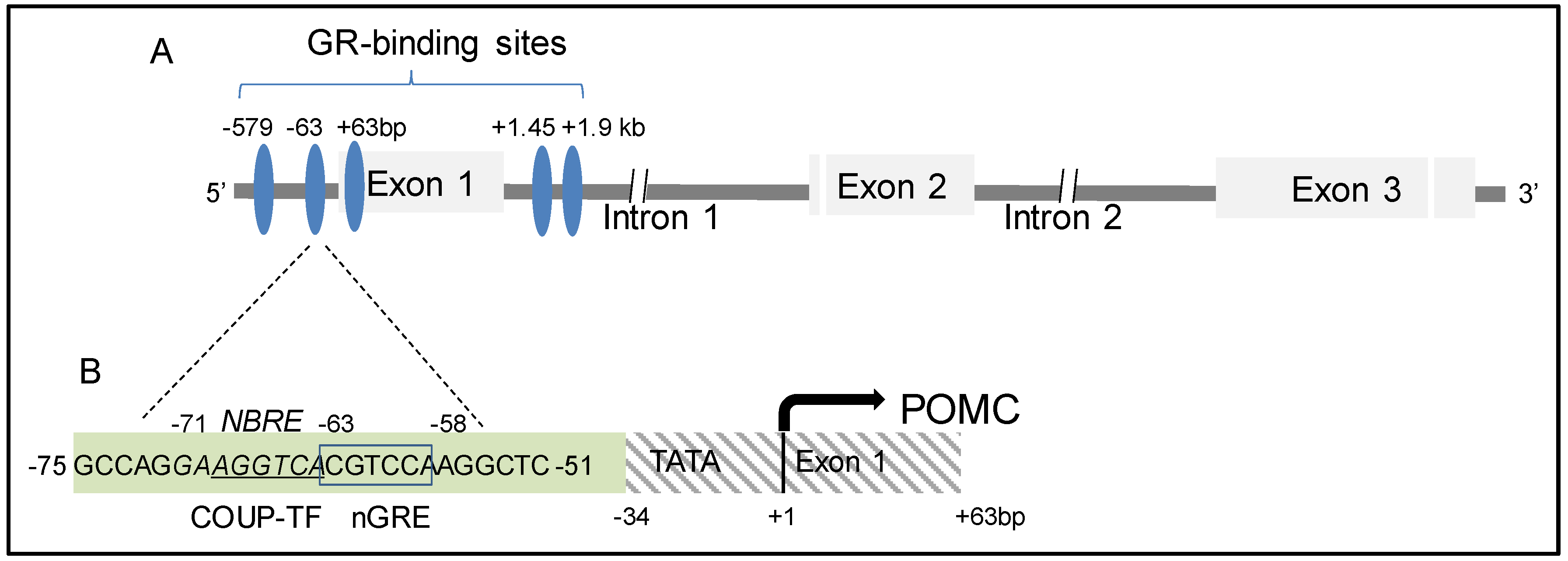 Cells 09 00900 g006 Cells 09 00900 g006