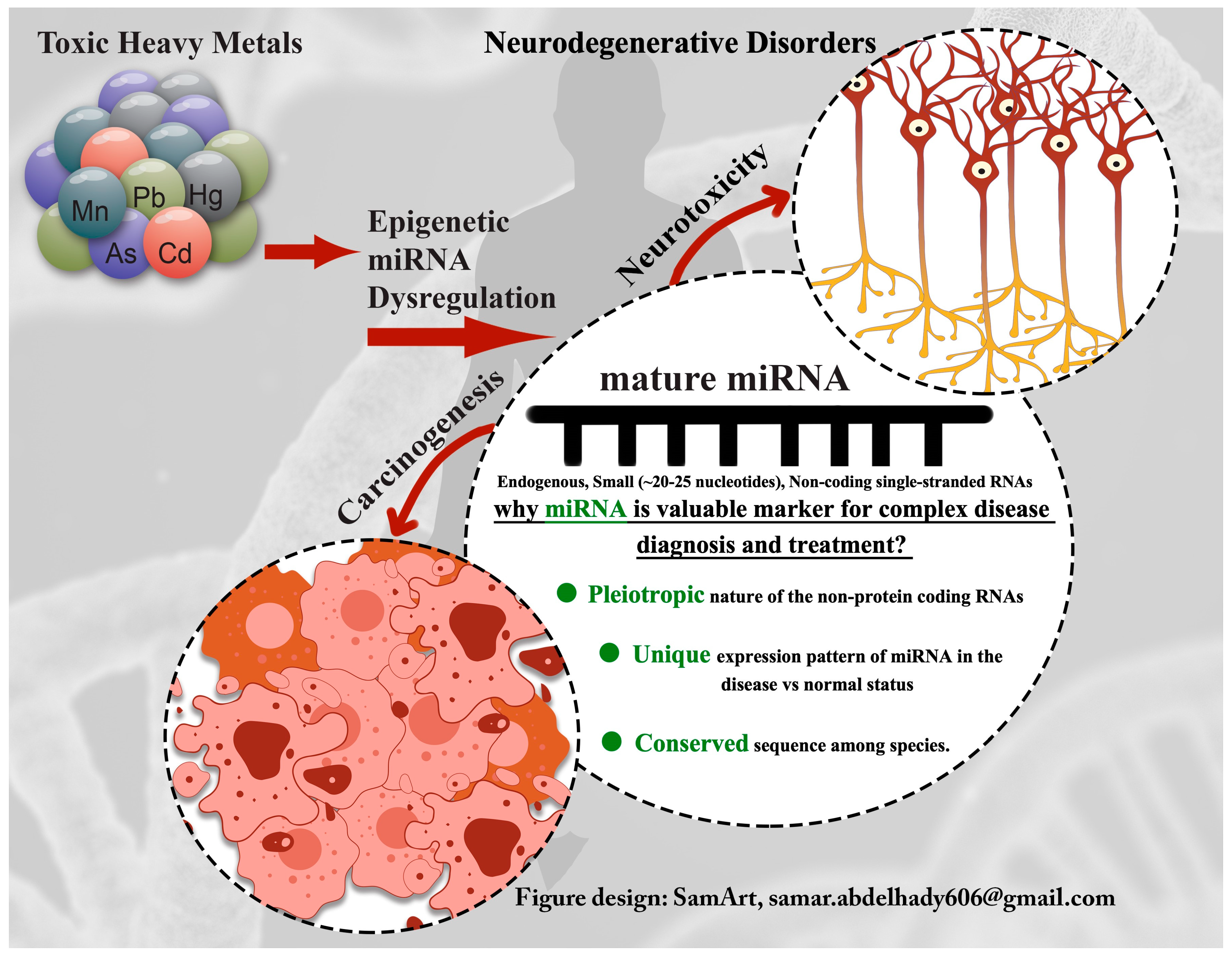 dream durvalumab mesothelioma