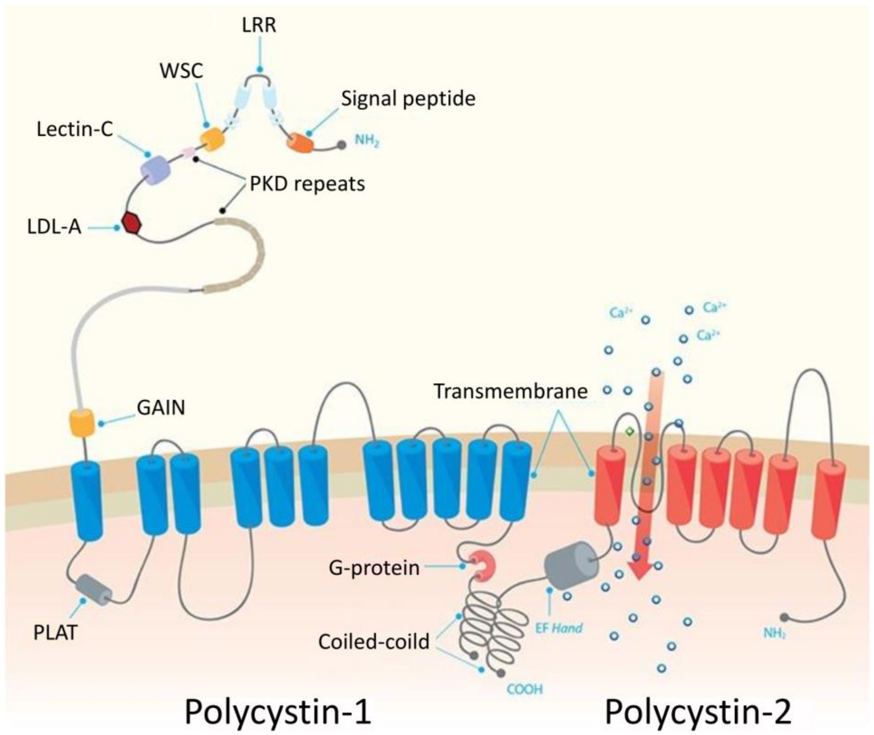 Cells 09 00907 g002 Cells 09 00907 g002