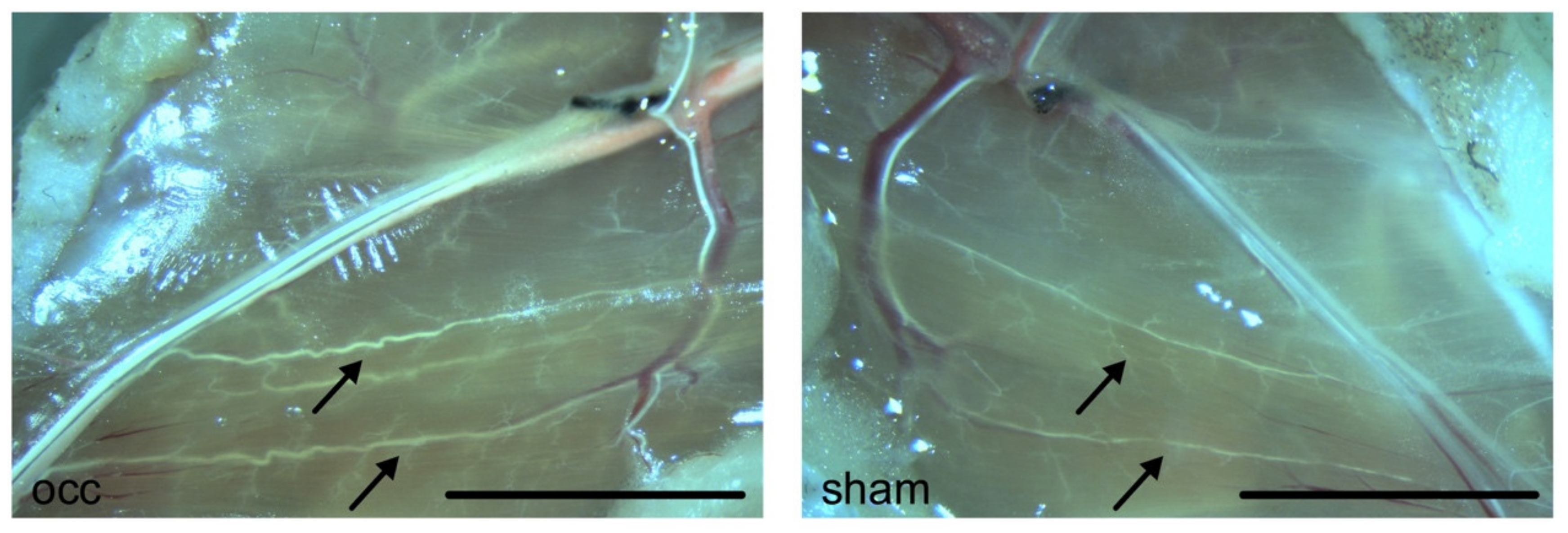 Cells 09 00913 g001 Cells 09 00913 g001