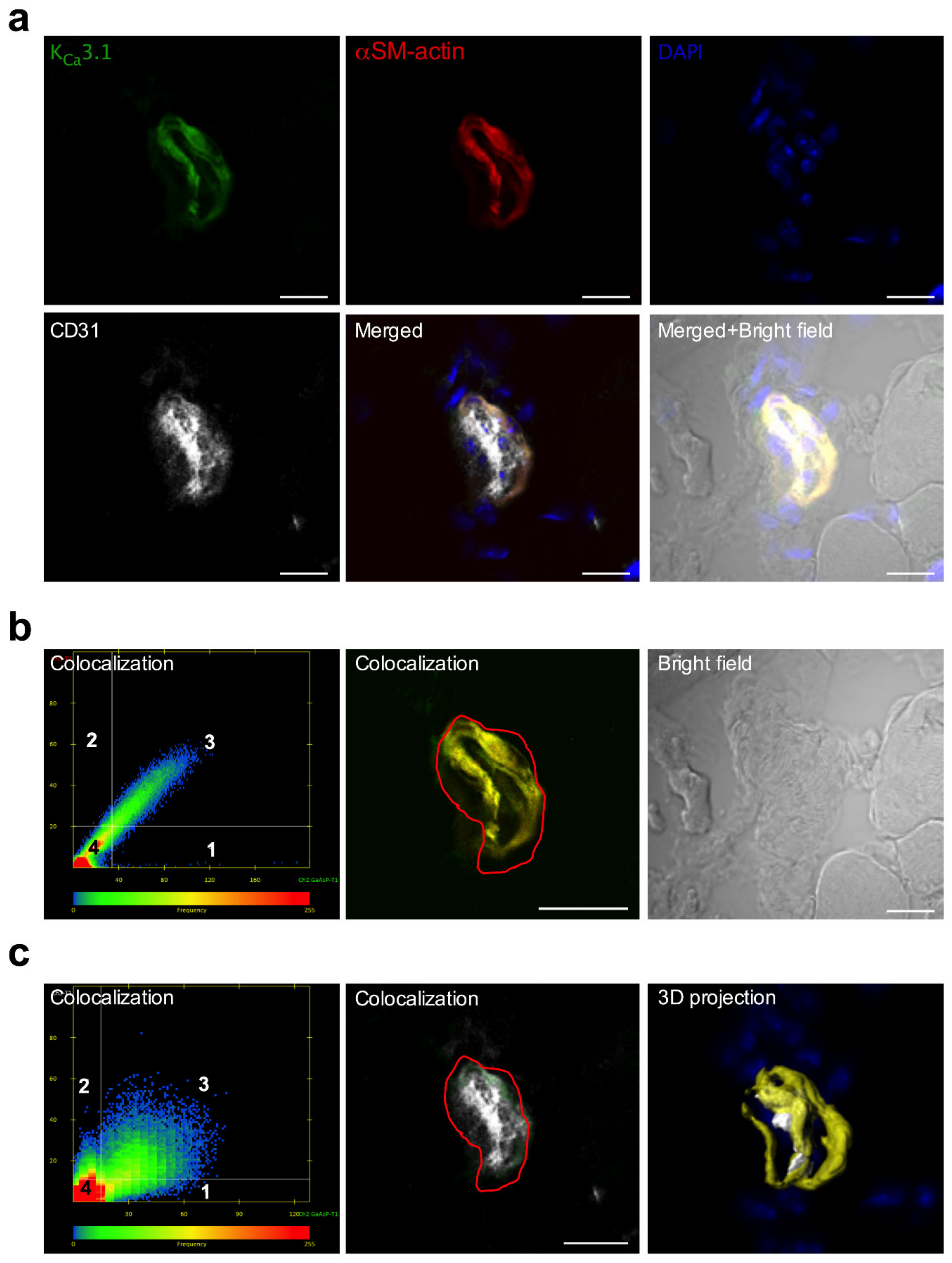 Cells 09 00913 g002 Cells 09 00913 g002