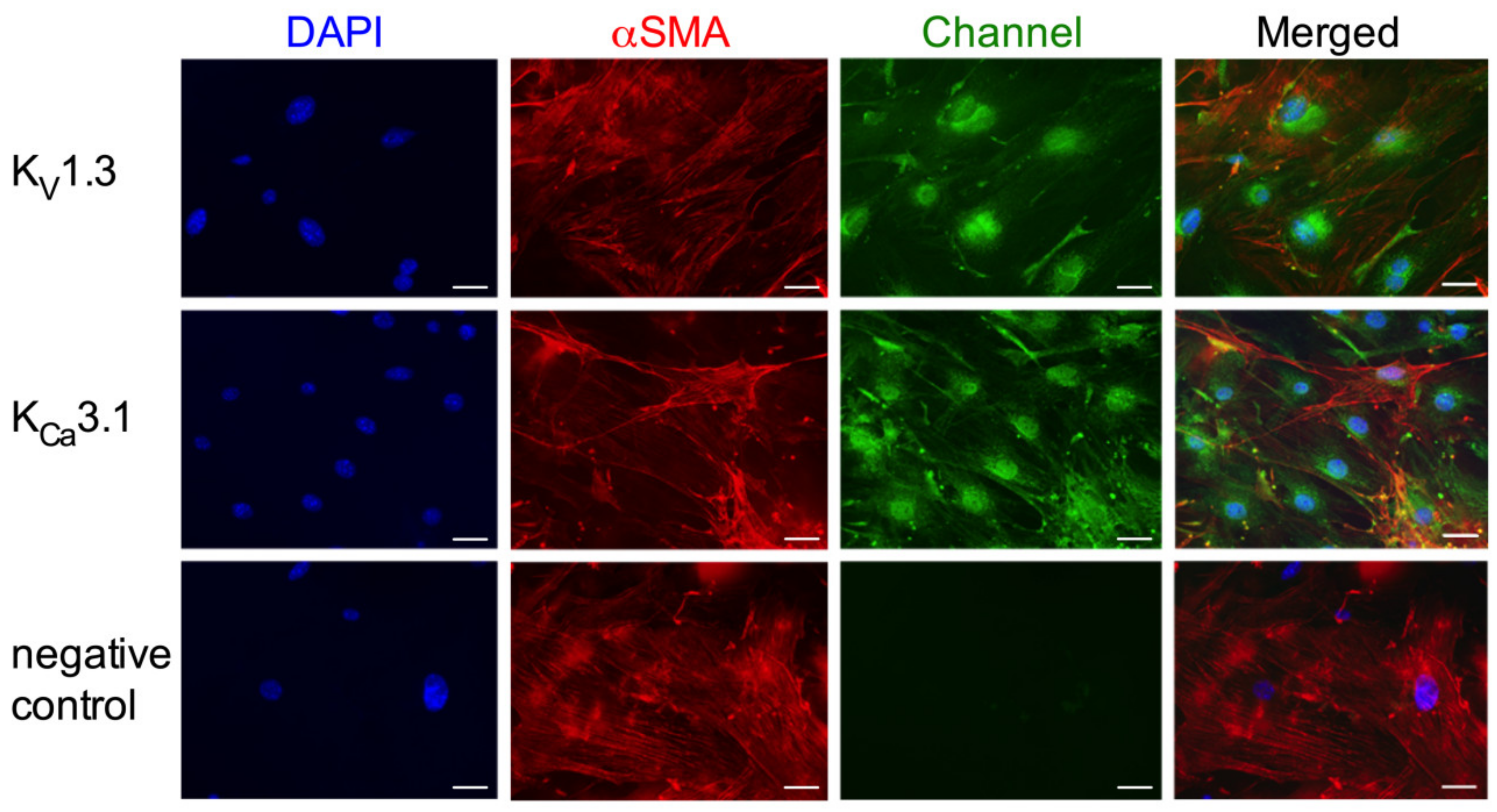 Cells 09 00913 g006 Cells 09 00913 g006