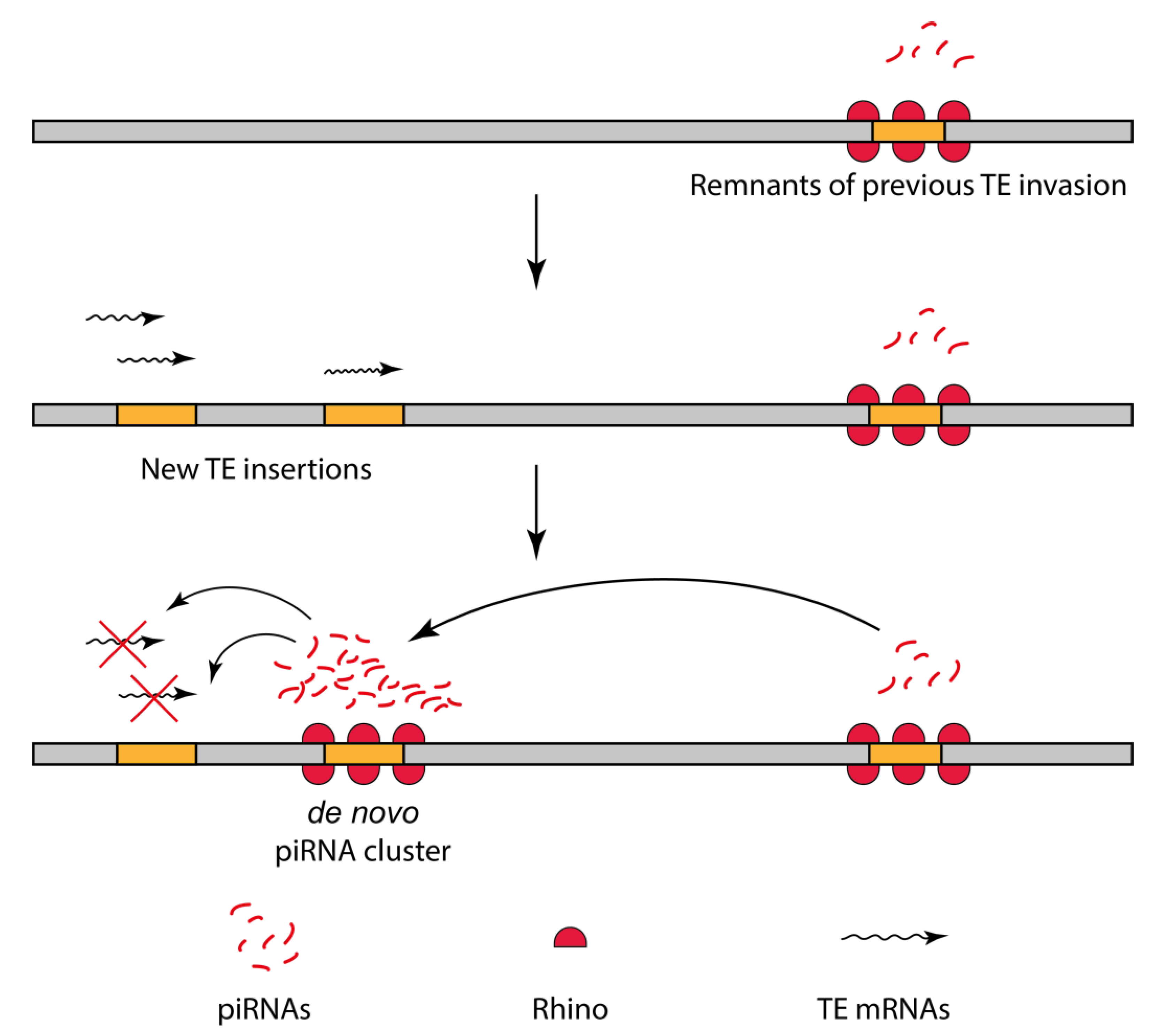 Cells 09 00922 g008