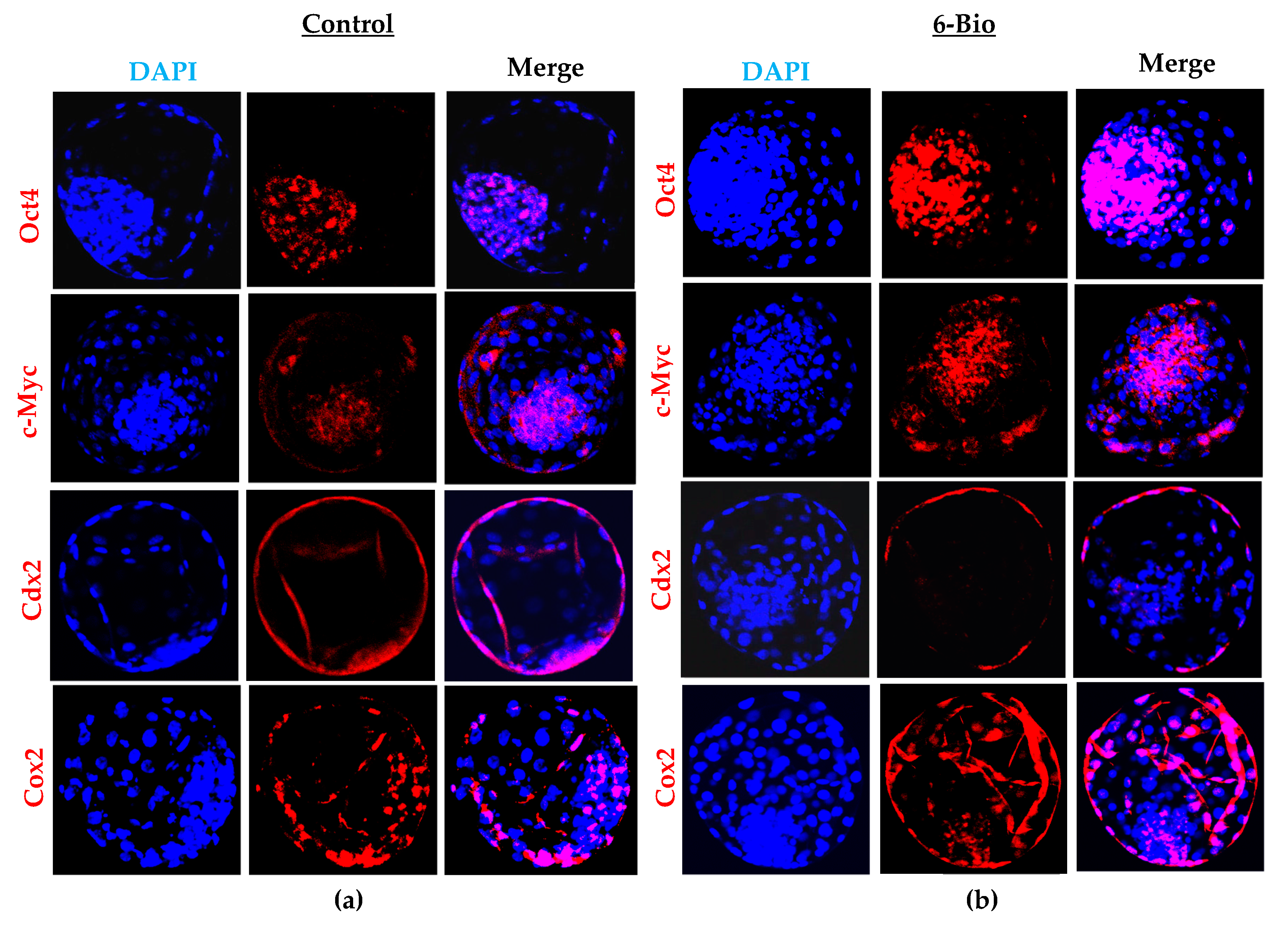 Cells 09 00923 g002a