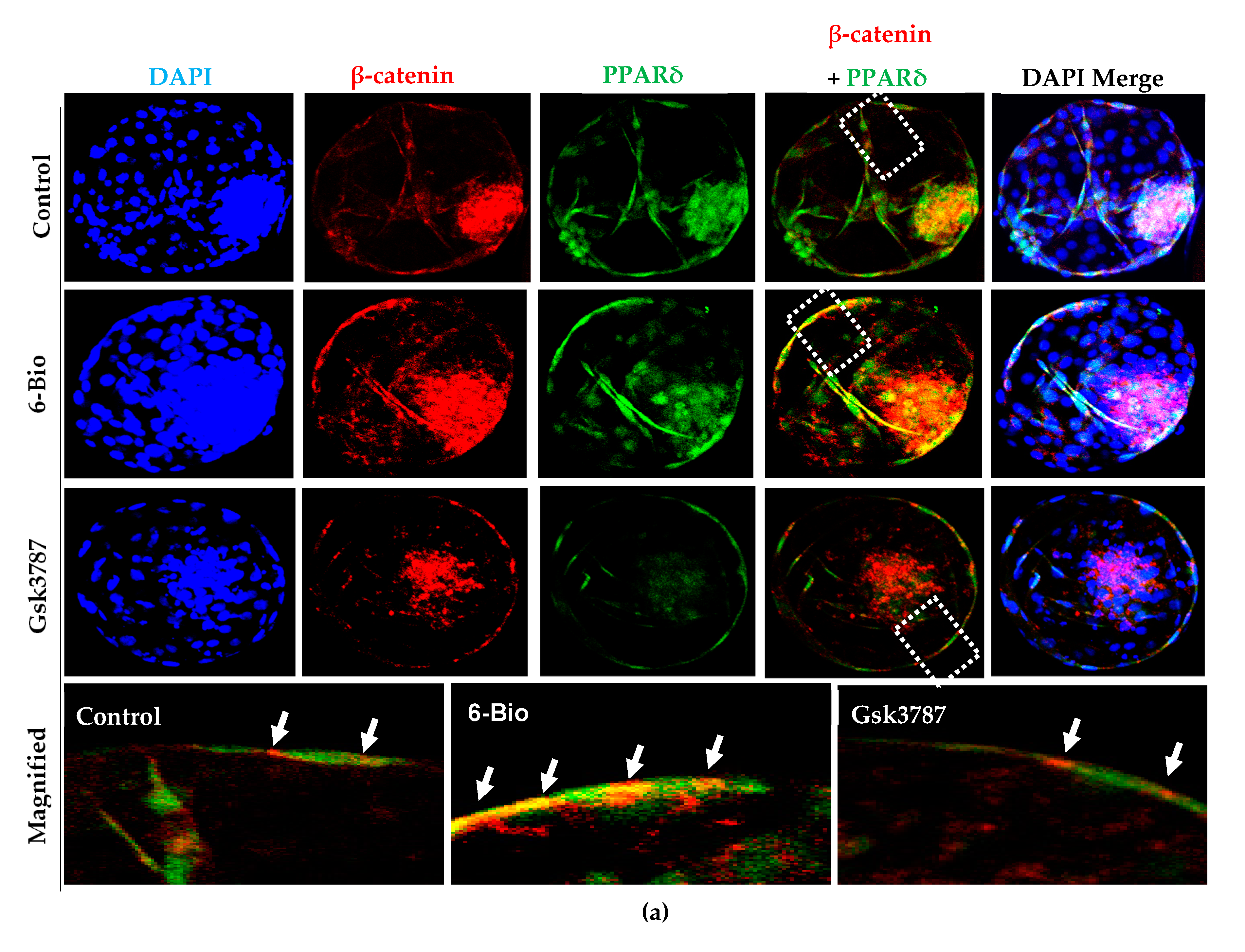 Cells 09 00923 g007a