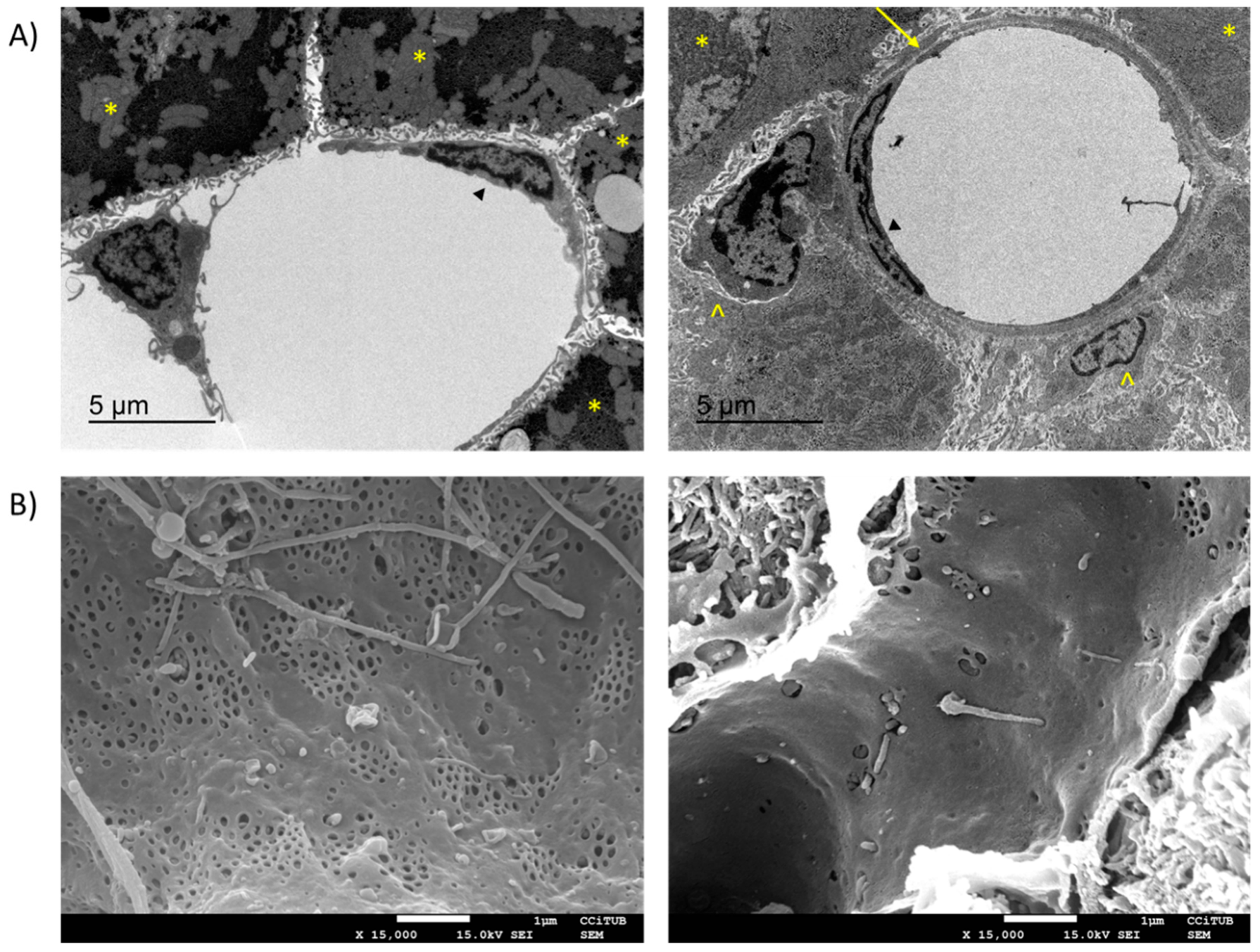 Amazon | Stem Cell and Liver Regeneration | Okita, K