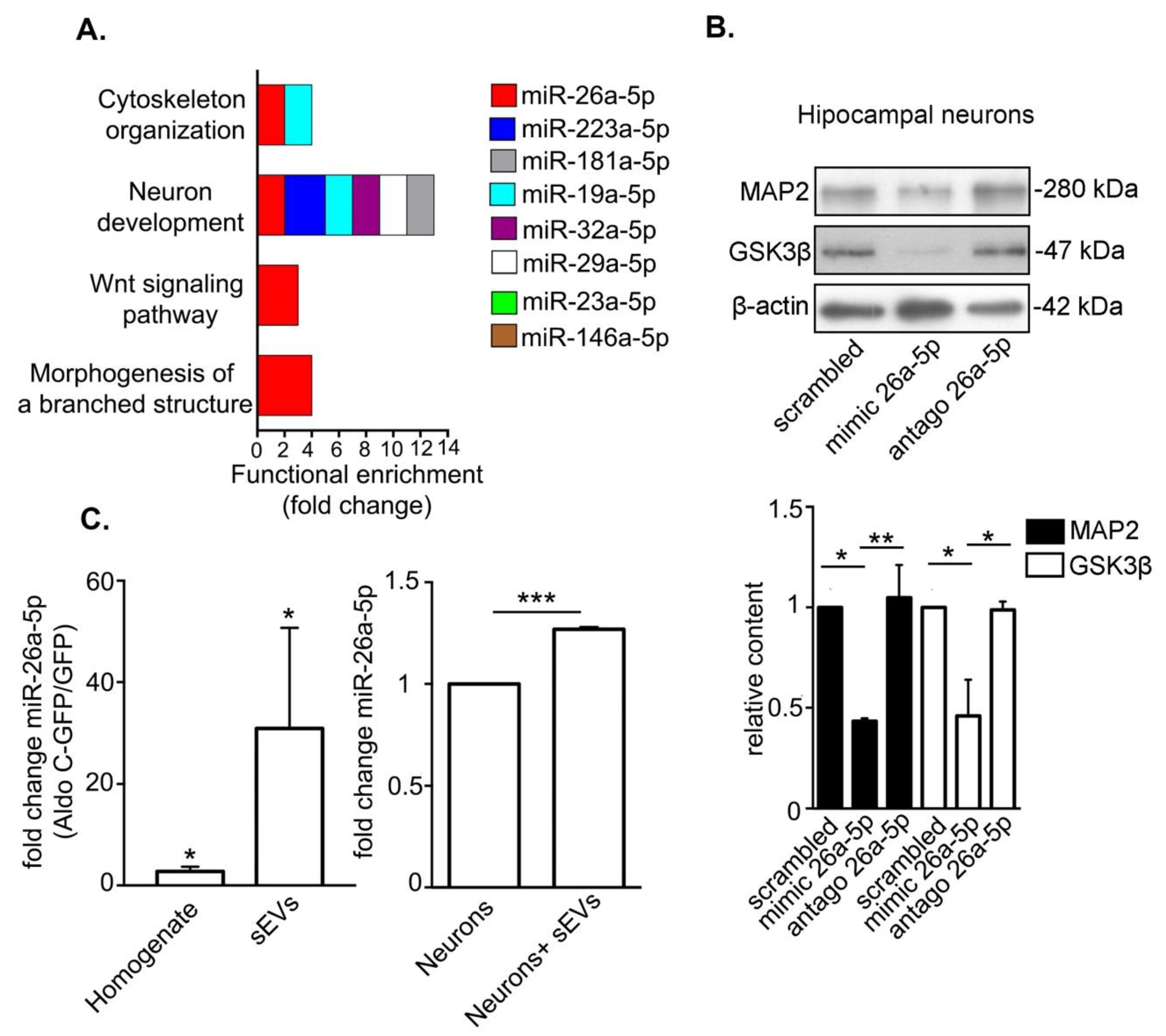 Cells 09 00930 g003 Cells 09 00930 g003