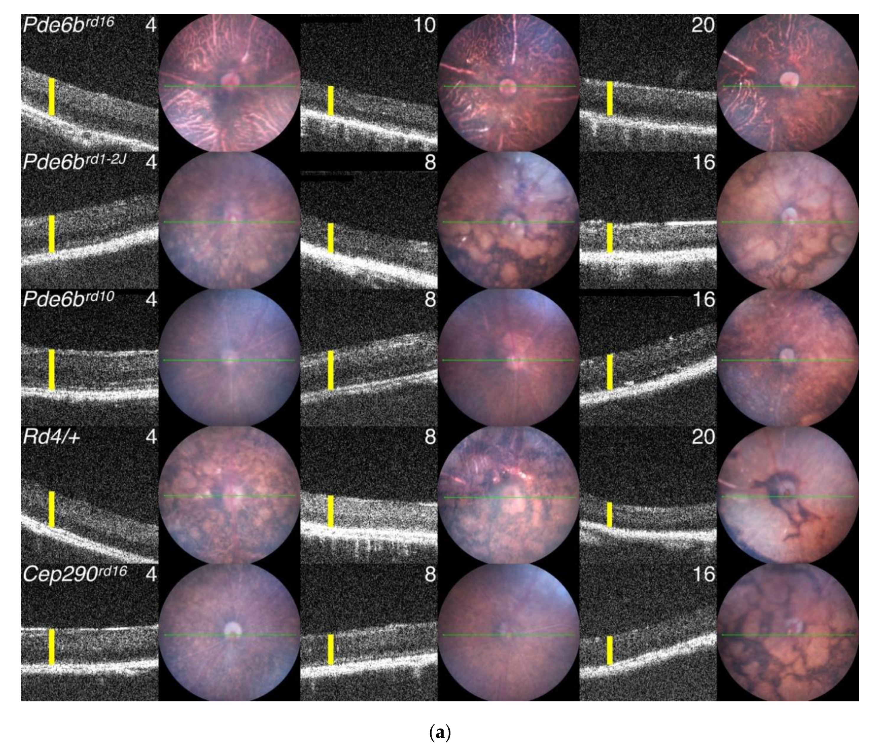 Cells 09 00931 g004a Cells 09 00931 g004a