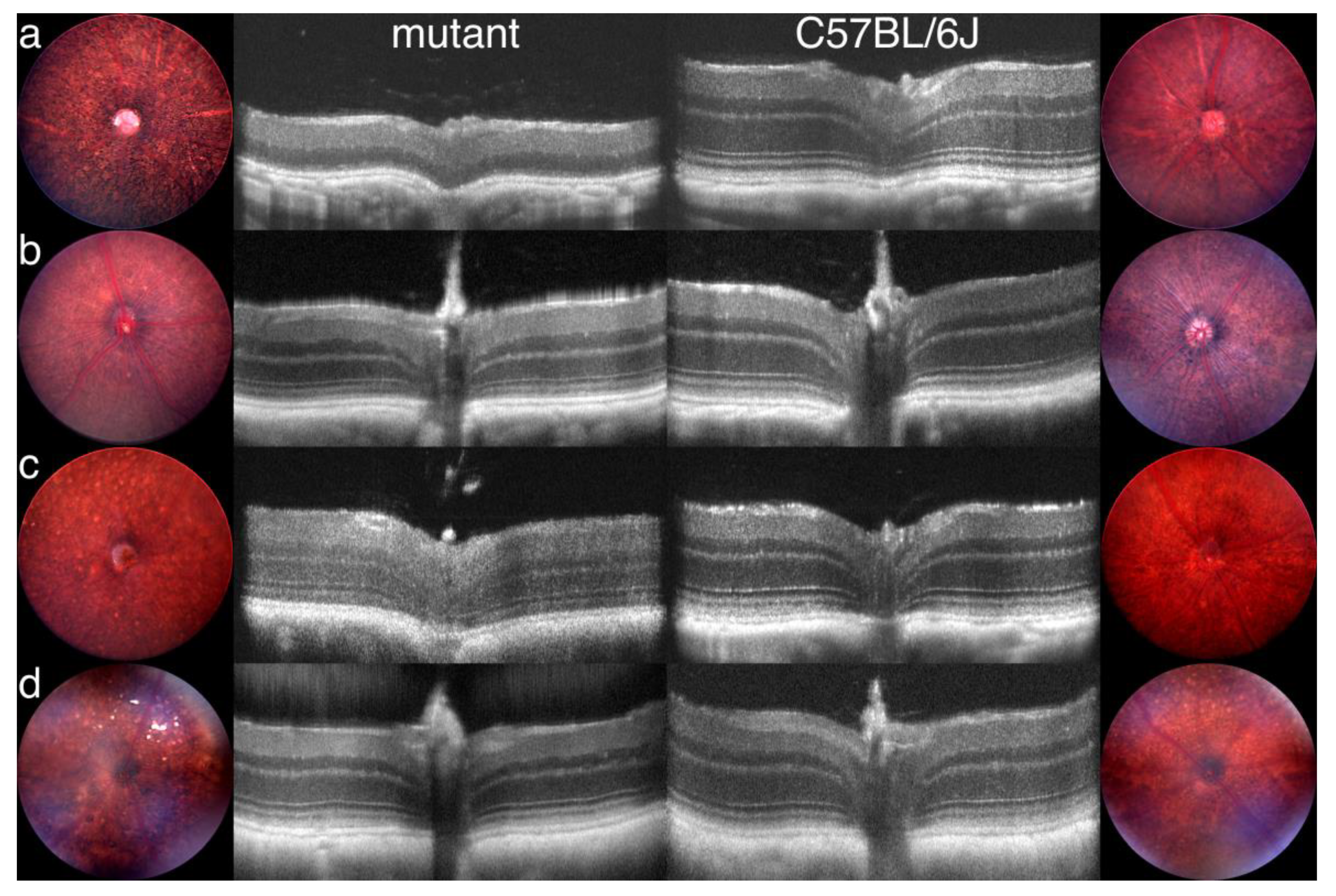 Cells 09 00931 g005 Cells 09 00931 g005