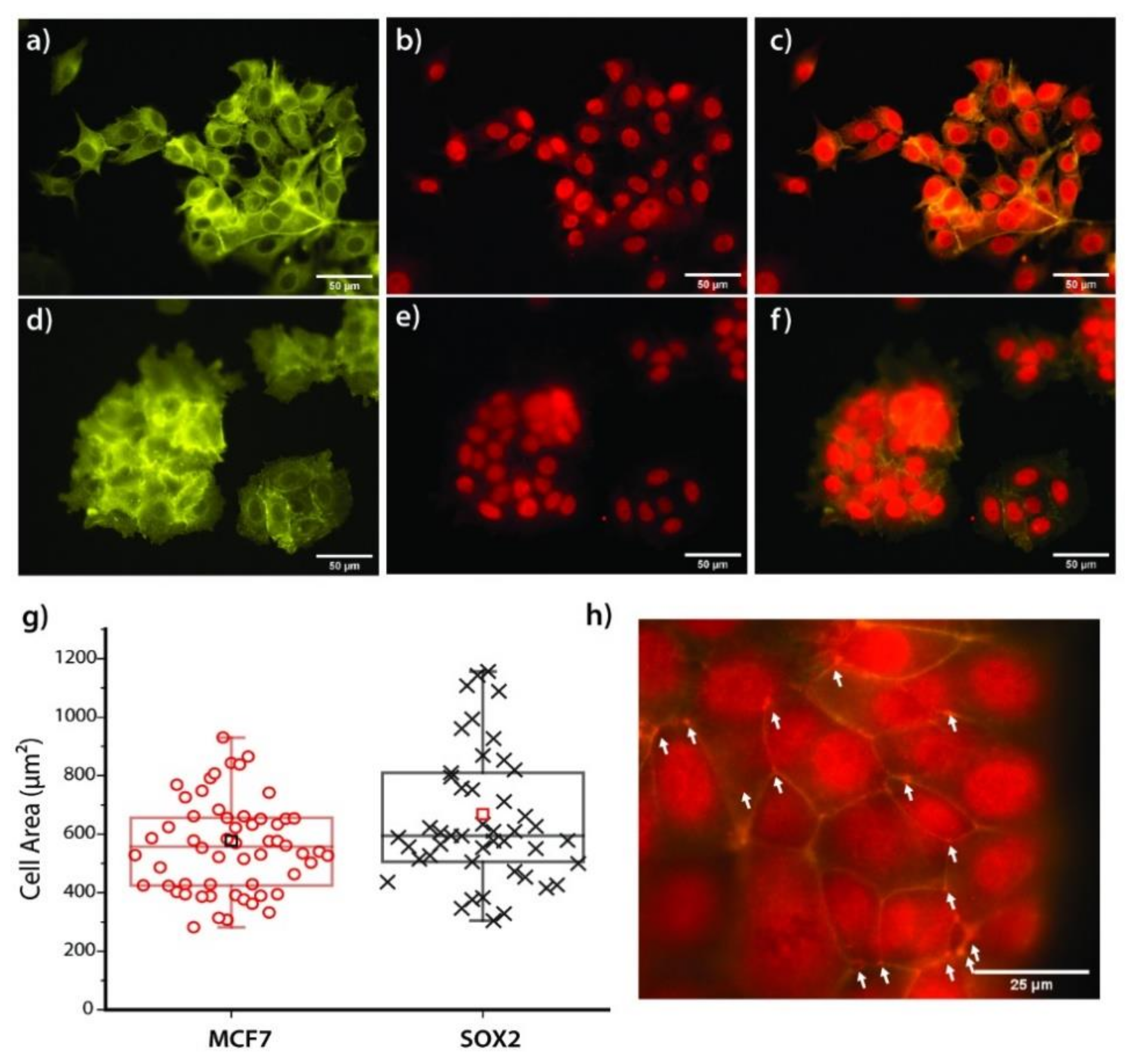 Cells 09 00935 g006 Cells 09 00935 g006