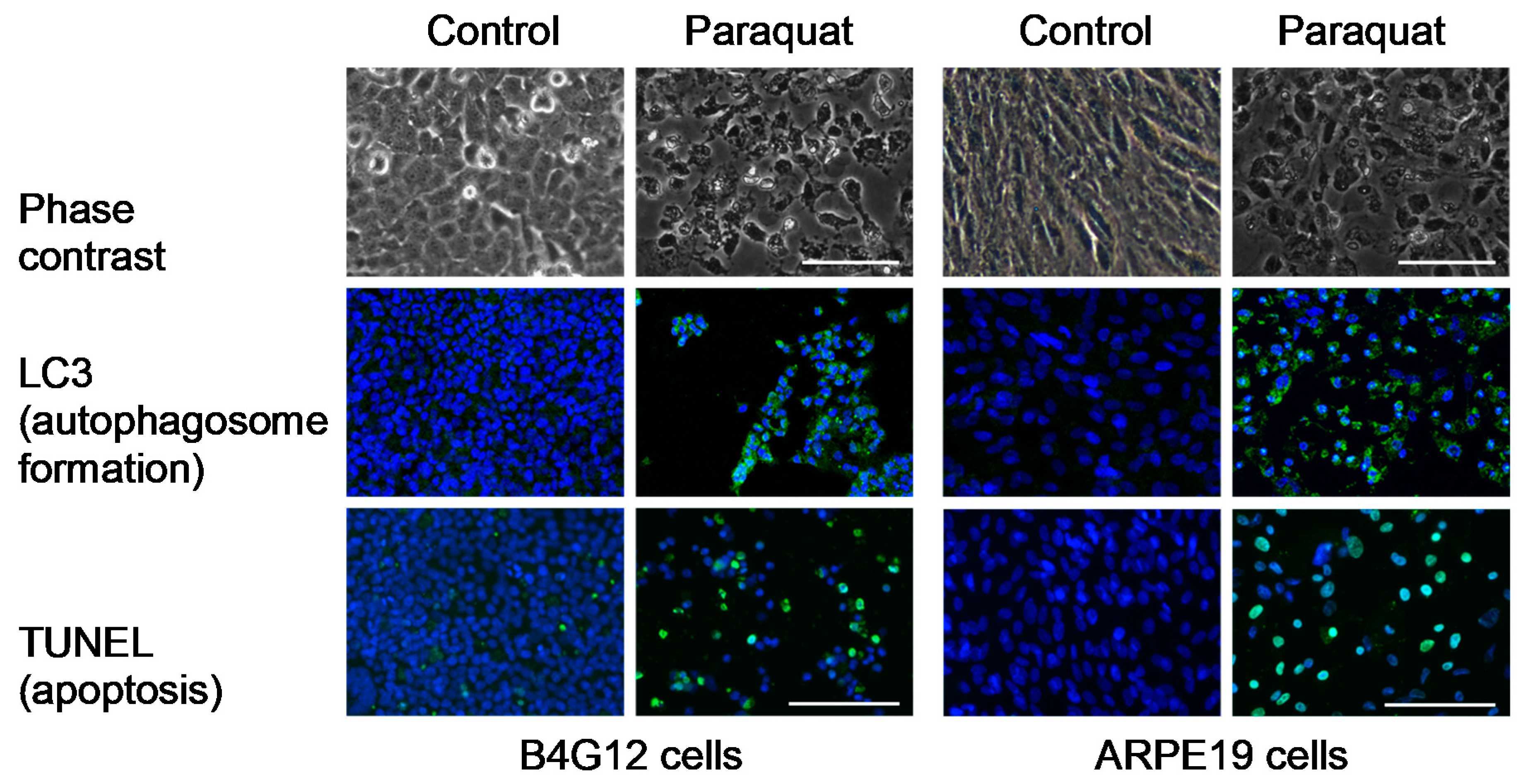 Cells 09 00943 g001