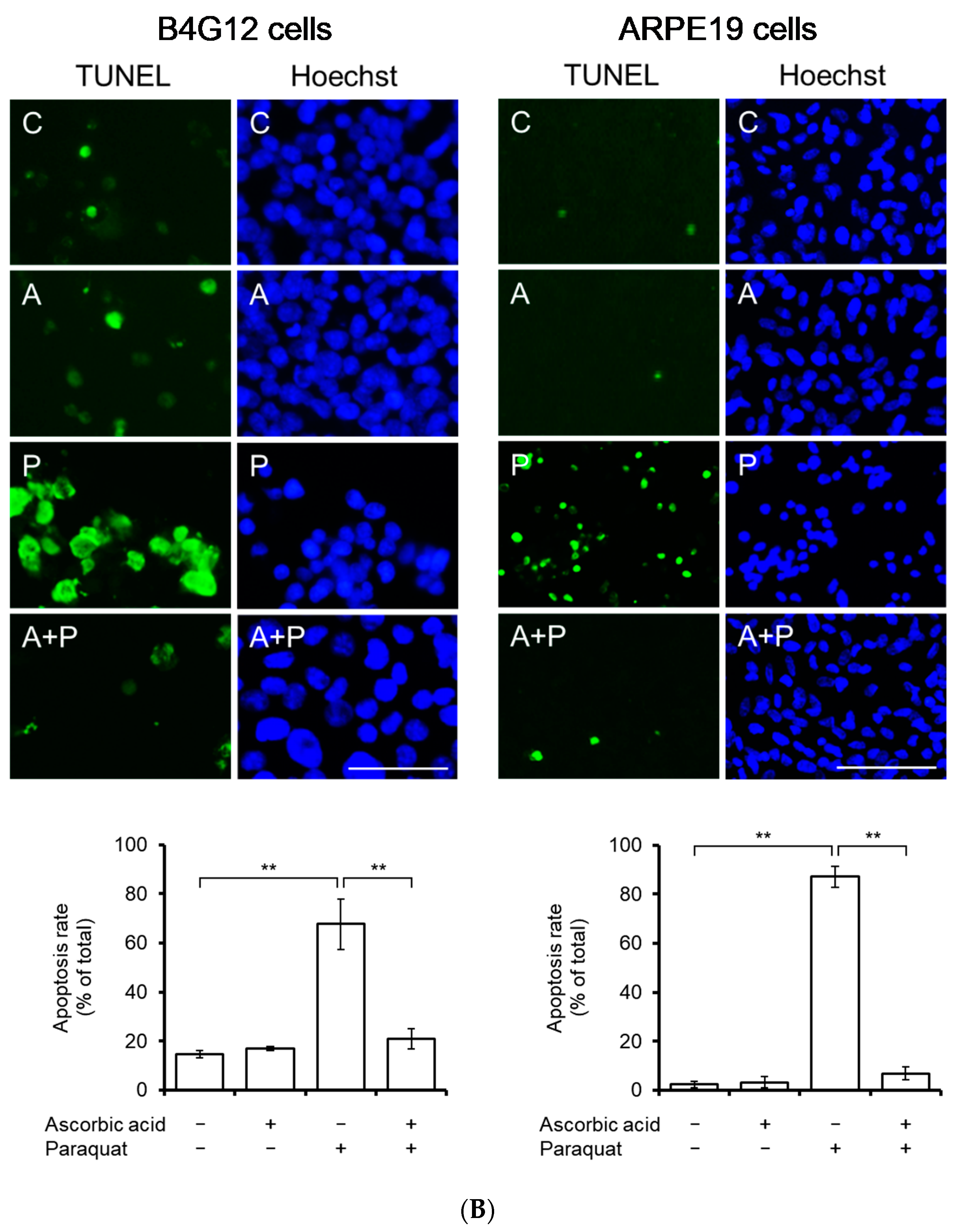 Cells 09 00943 g003b