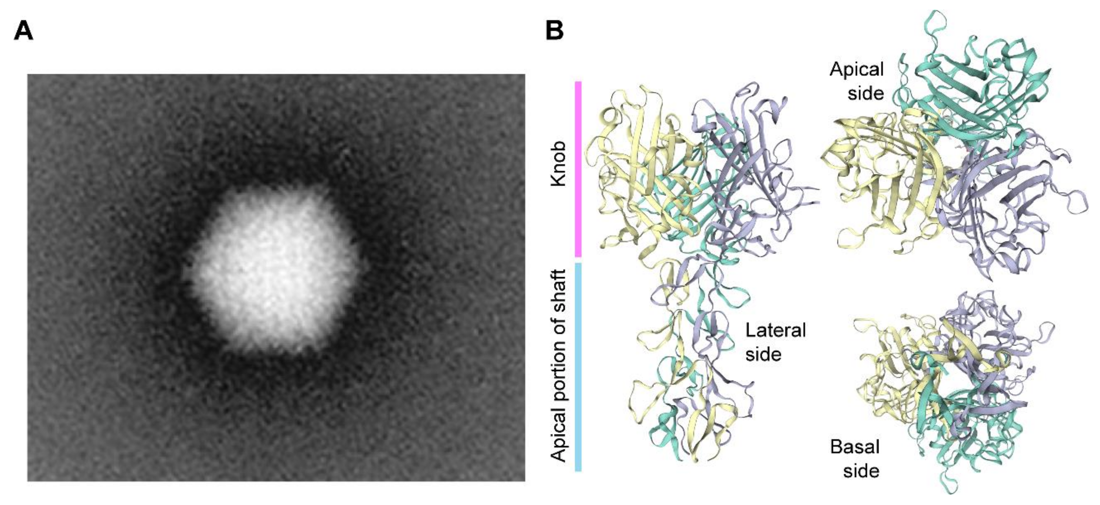 Cells 09 00953 g002 Cells 09 00953 g002