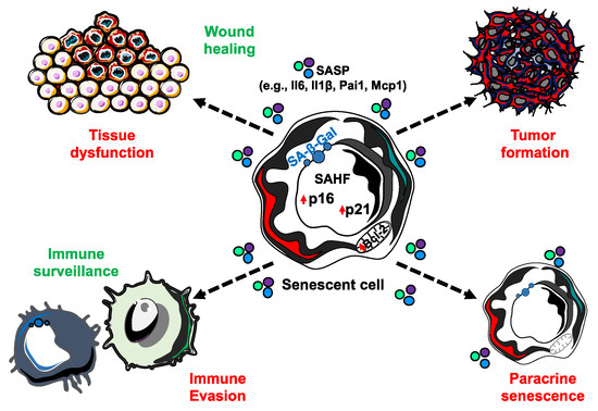 cells-09-00954-g002-550.jpg