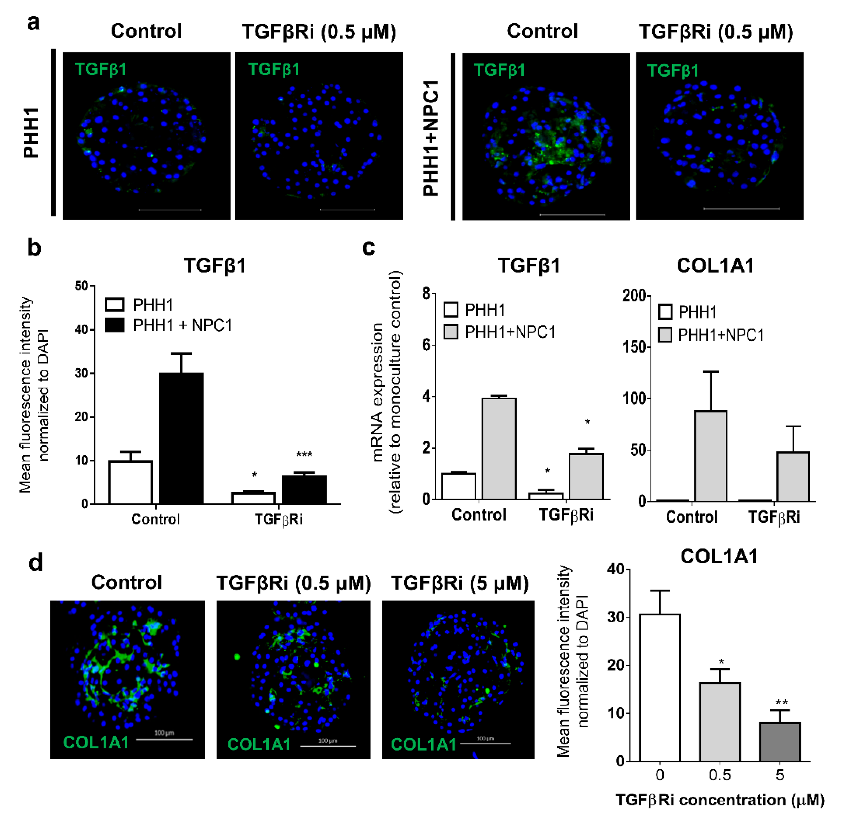 Cells 09 00964 g004 Cells 09 00964 g004