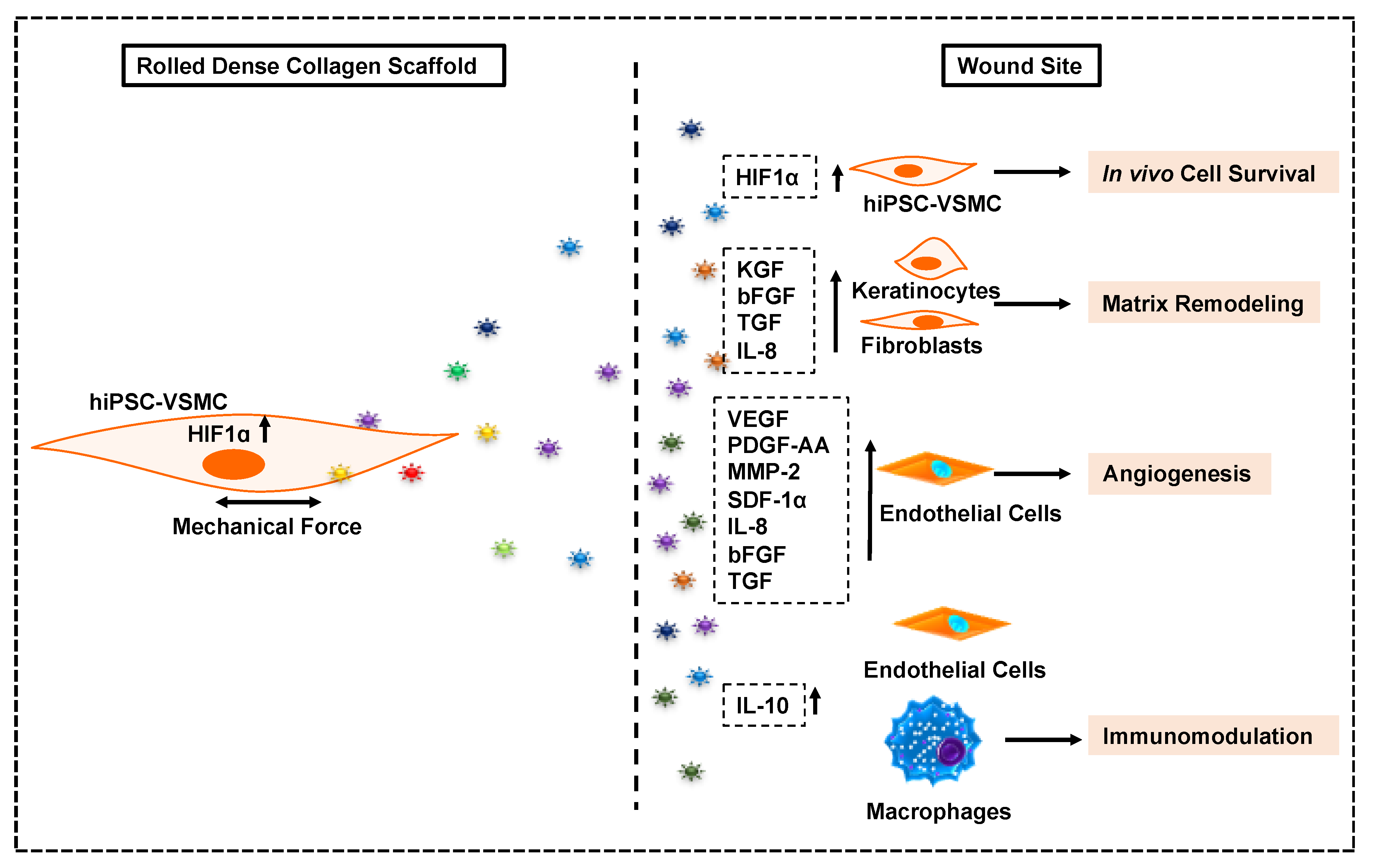 Cells 09 00966 sch002
