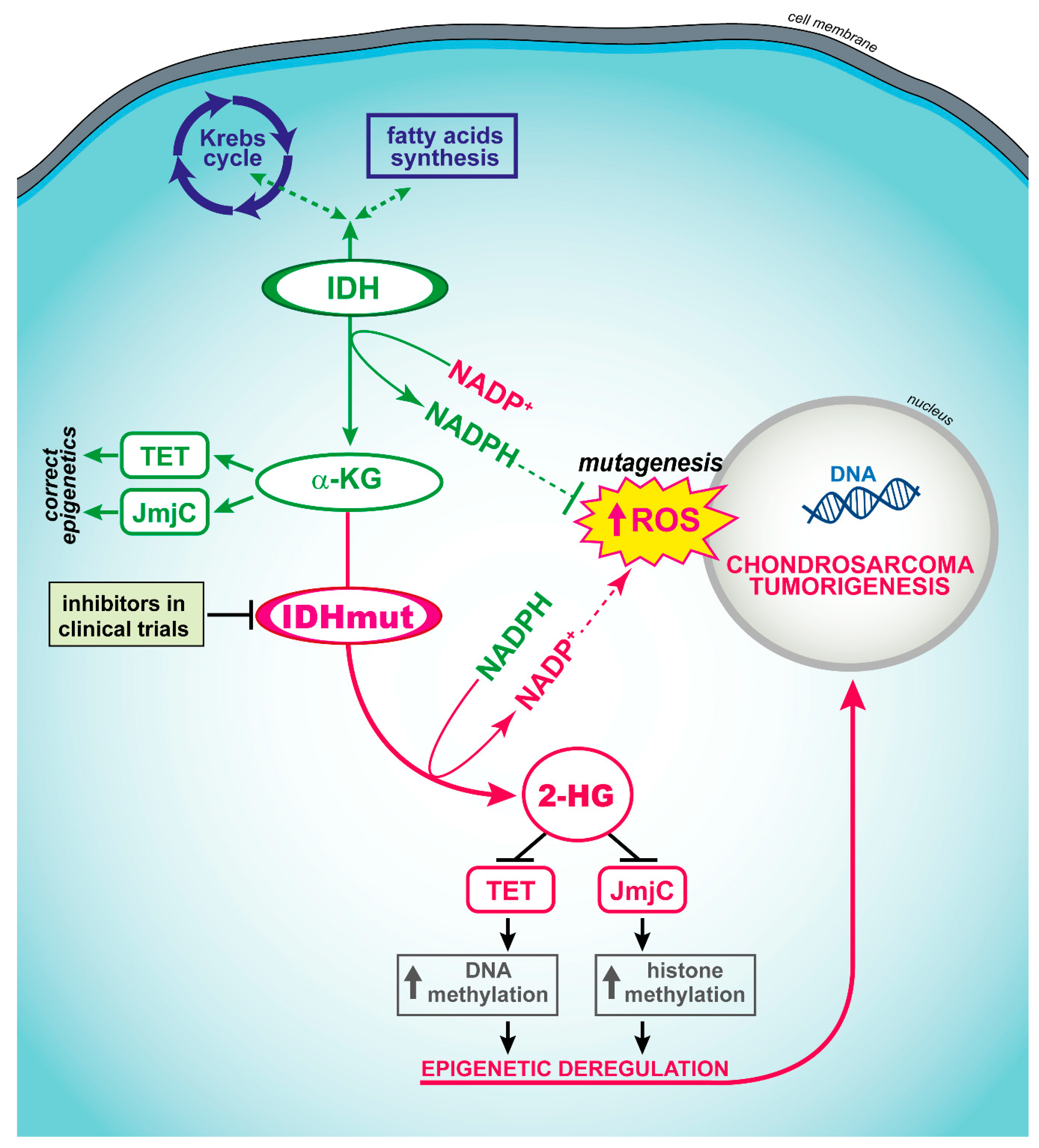 Cells 09 00968 g002 Cells 09 00968 g002
