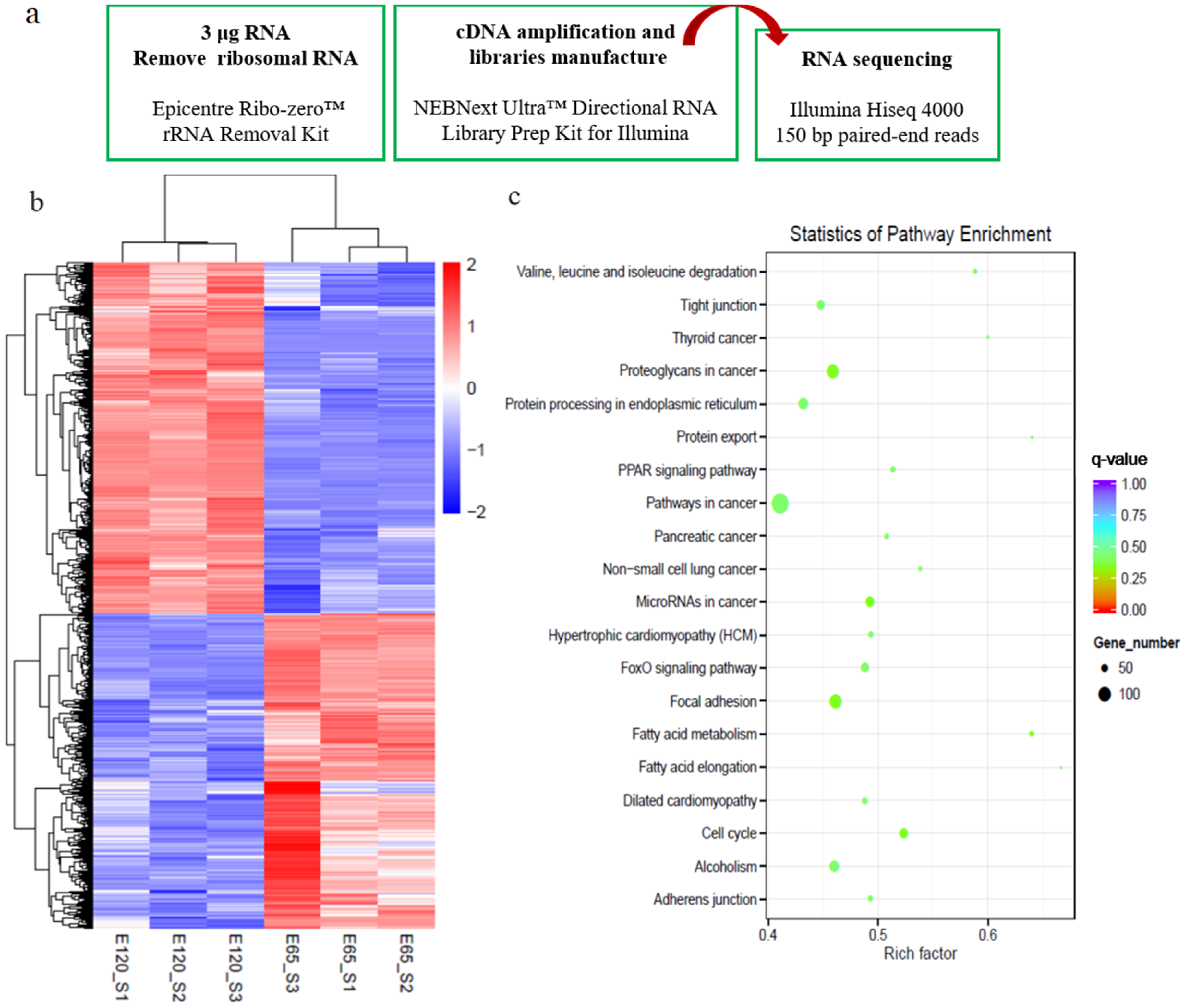 Cells 09 00969 g002 Cells 09 00969 g002