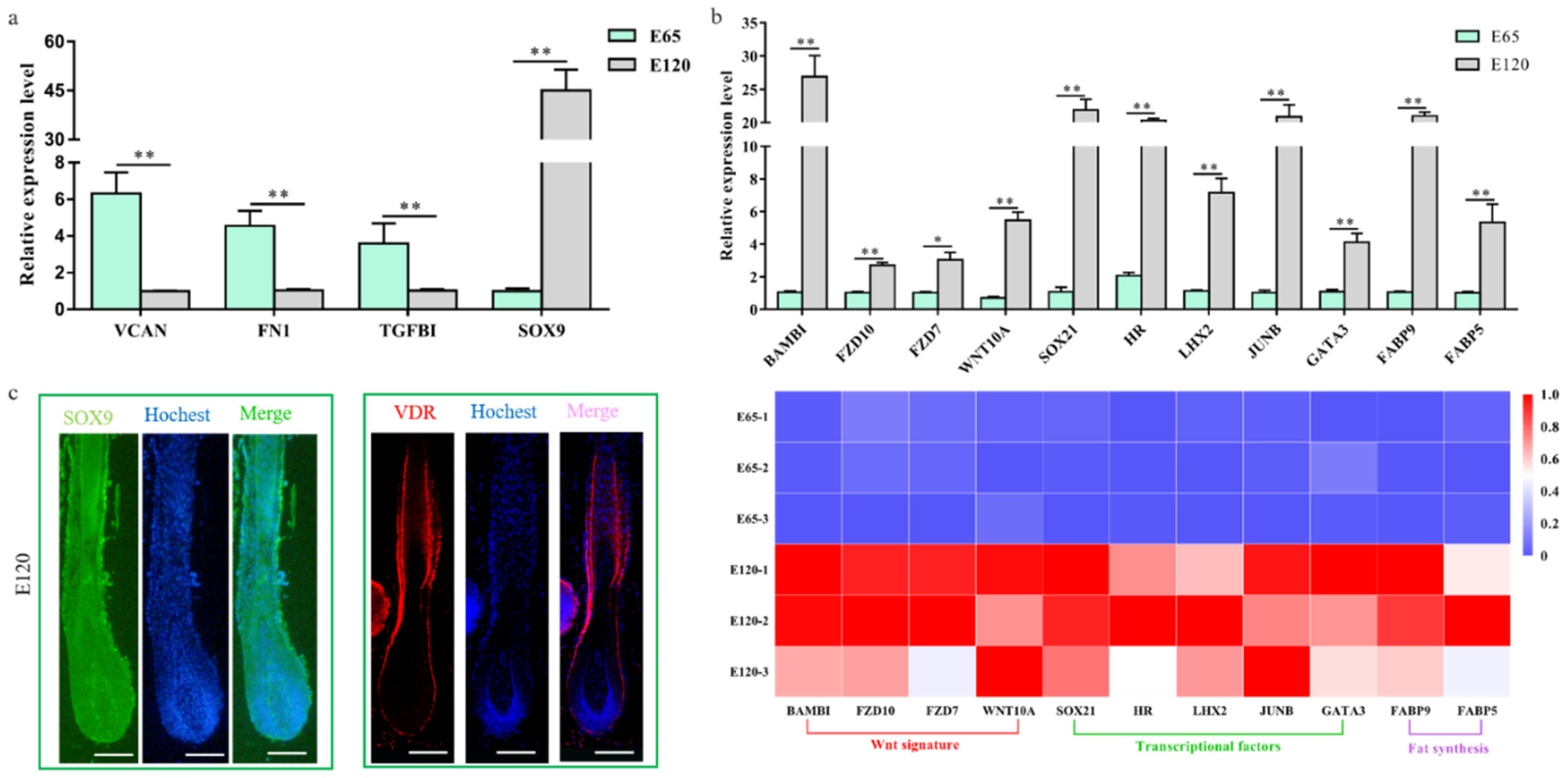 Cells 09 00969 g003 Cells 09 00969 g003