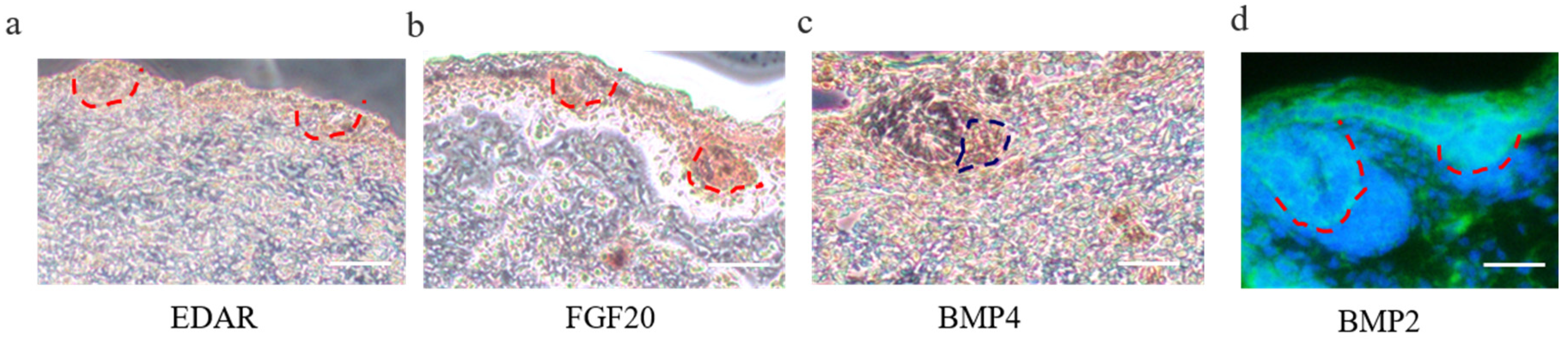 Cells 09 00969 g004 Cells 09 00969 g004