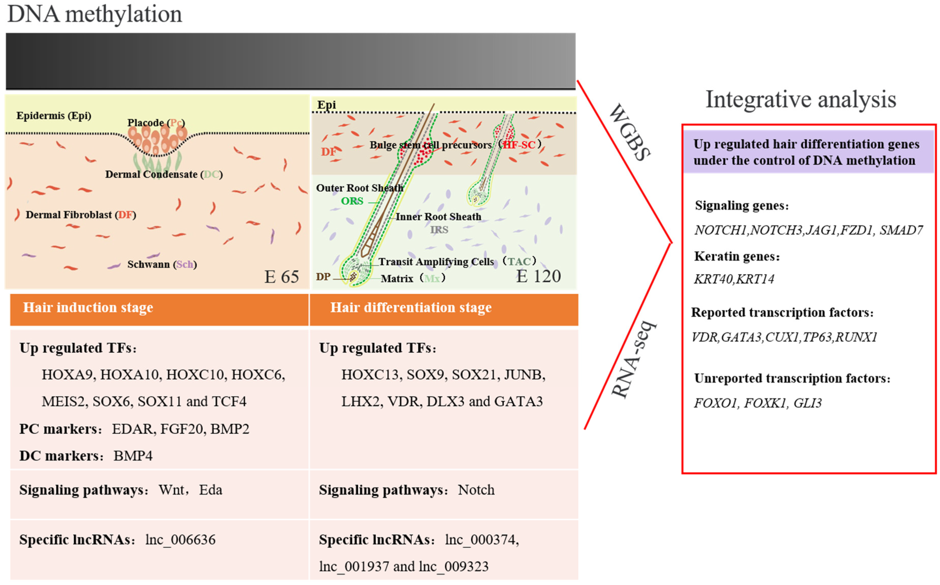 Cells 09 00969 g012 Cells 09 00969 g012