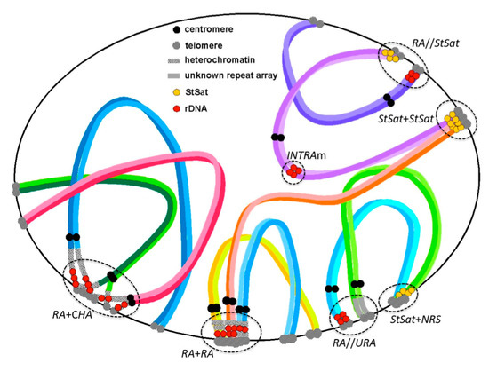 Cells | Free Full-Text | Chromosome Dynamics Regulating Genomic