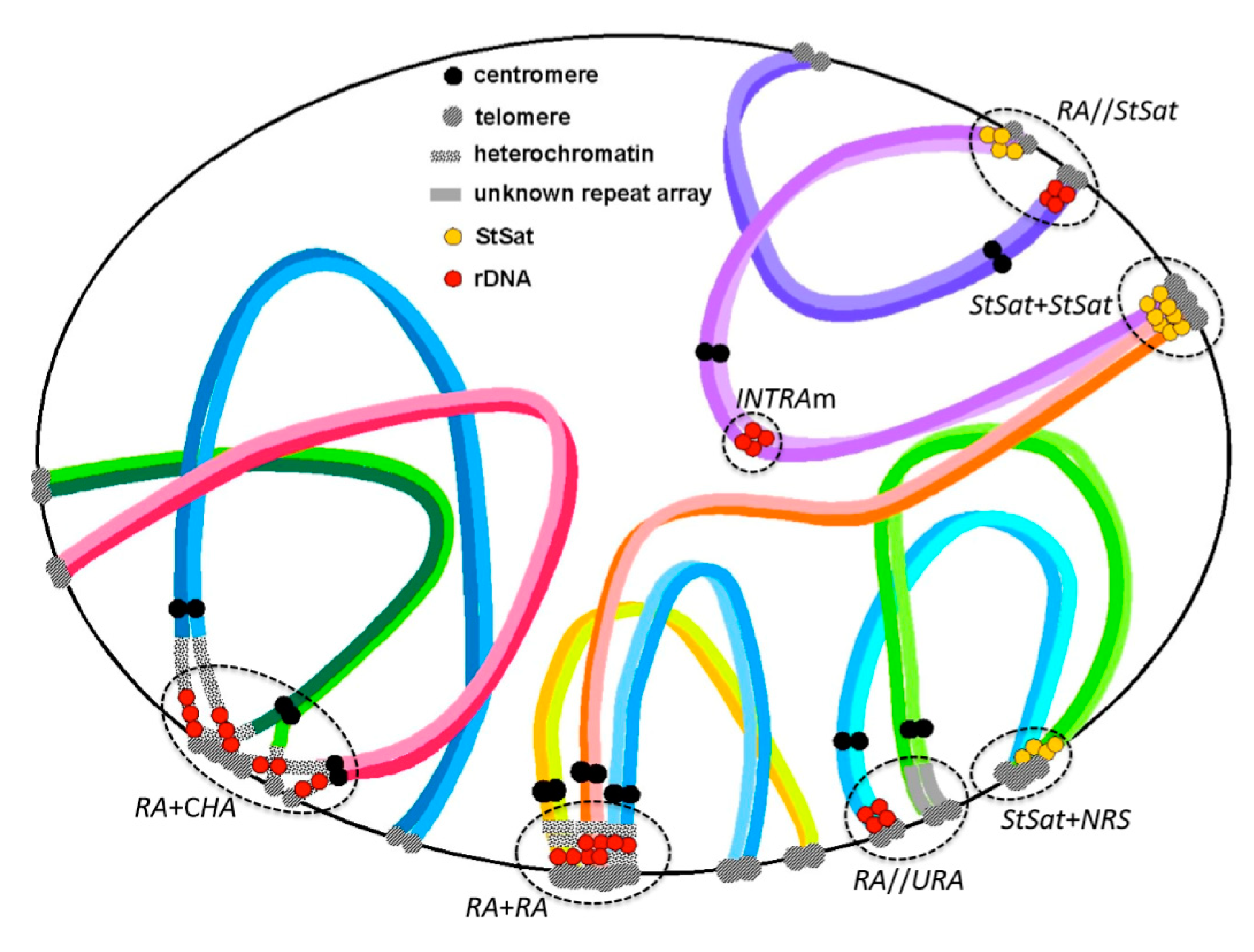 Cells Free FullText Chromosome Dynamics Regulating Genomic