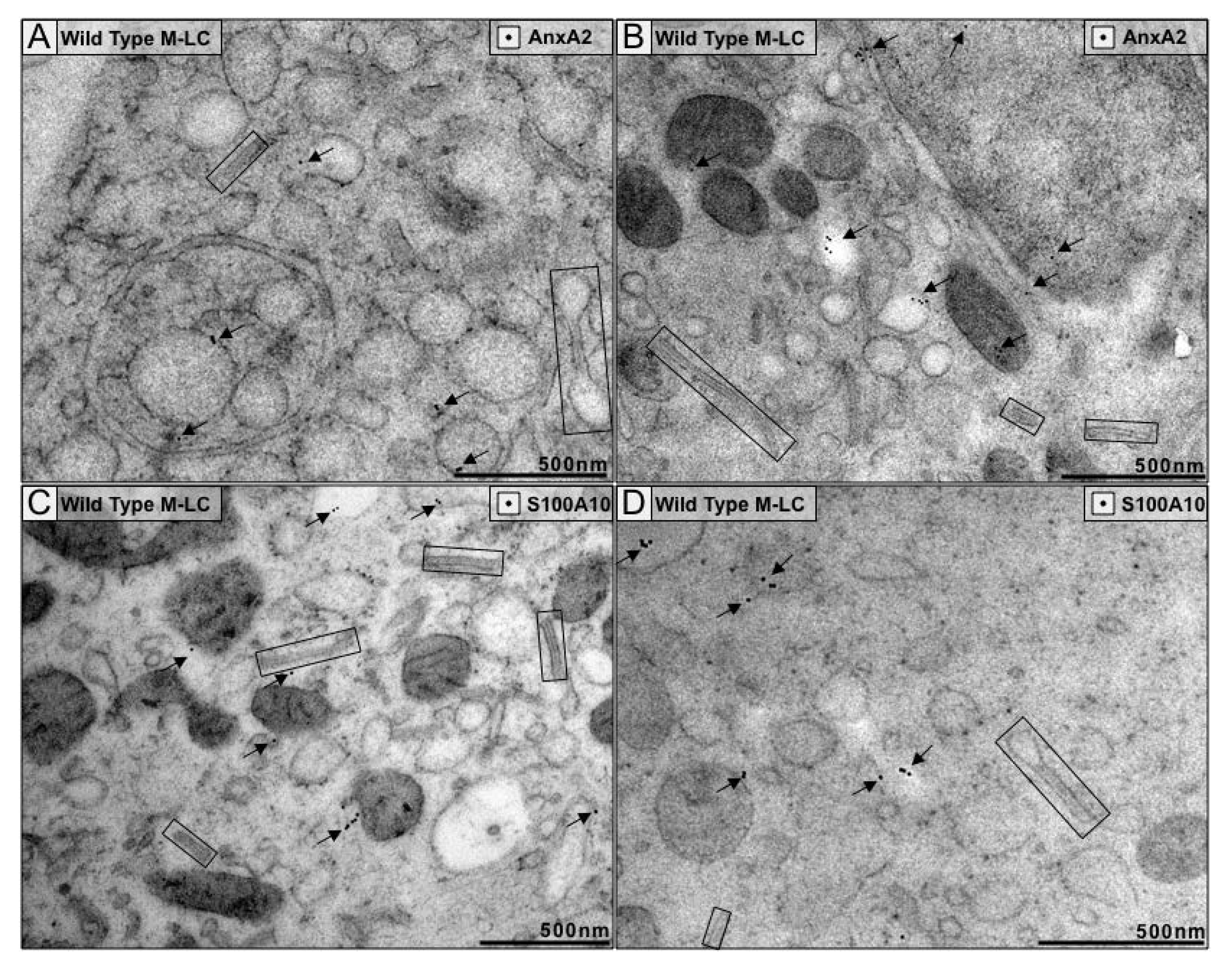 Cells 09 00974 g002 Cells 09 00974 g002