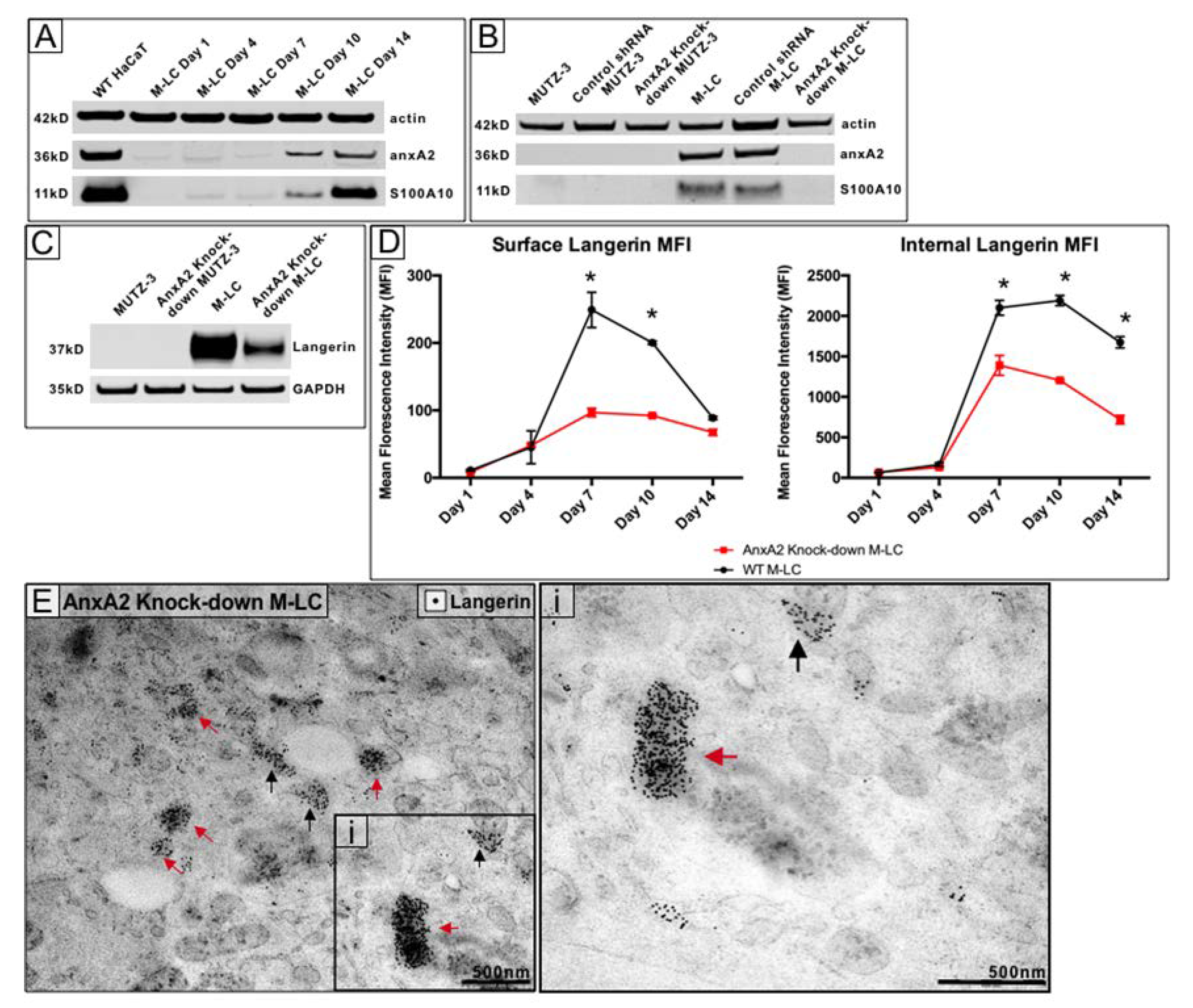 Cells 09 00974 g003 Cells 09 00974 g003