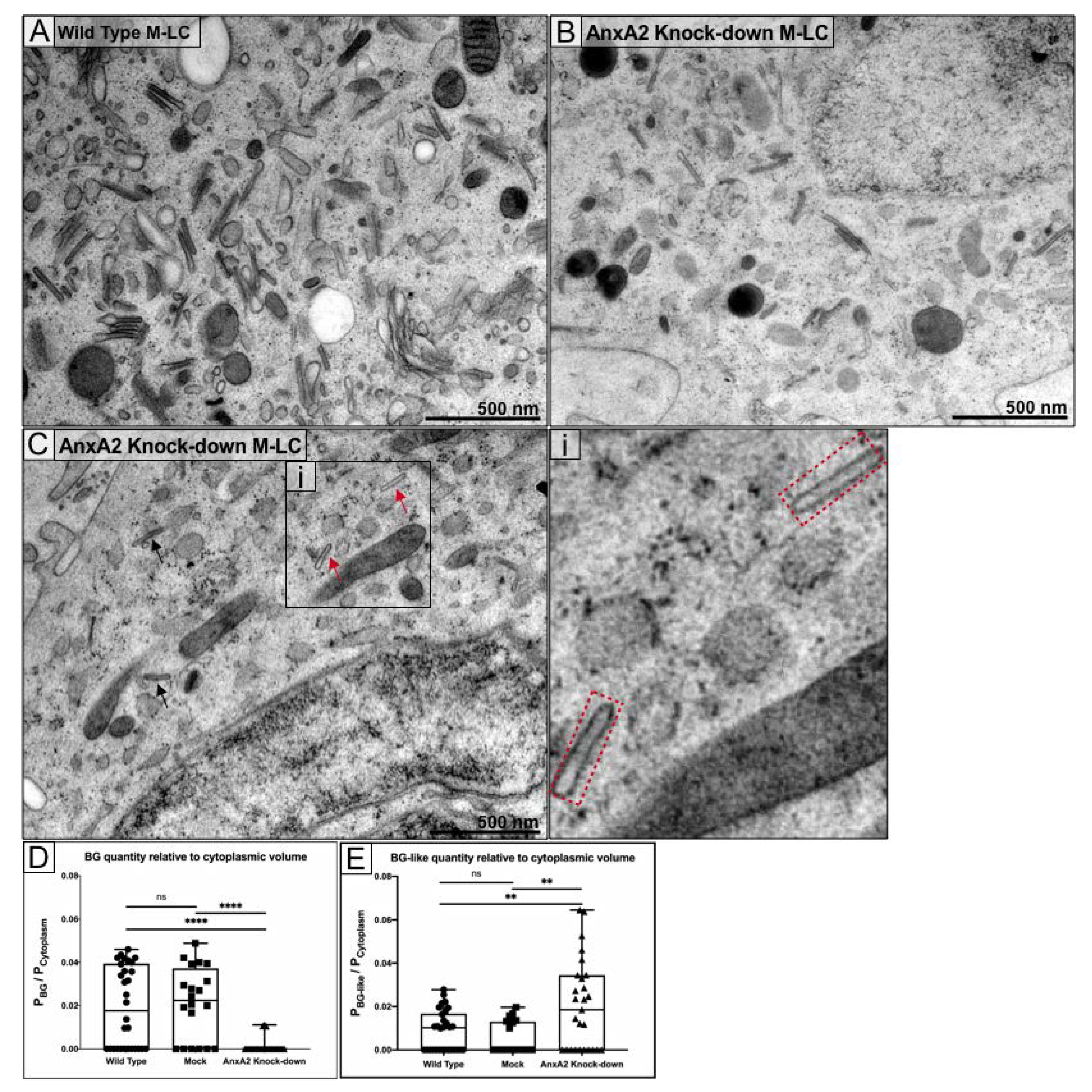 Cells 09 00974 g004 Cells 09 00974 g004