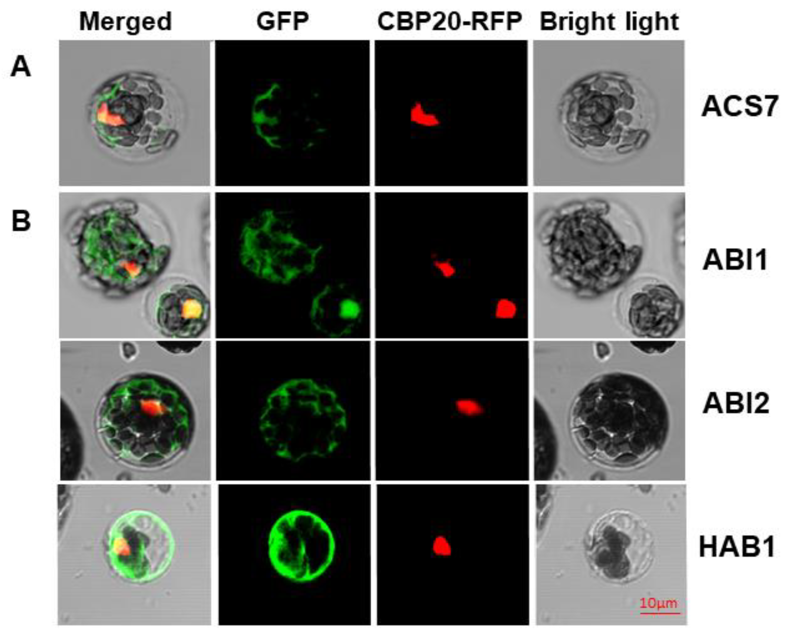 Cells 09 00978 g001 Cells 09 00978 g001