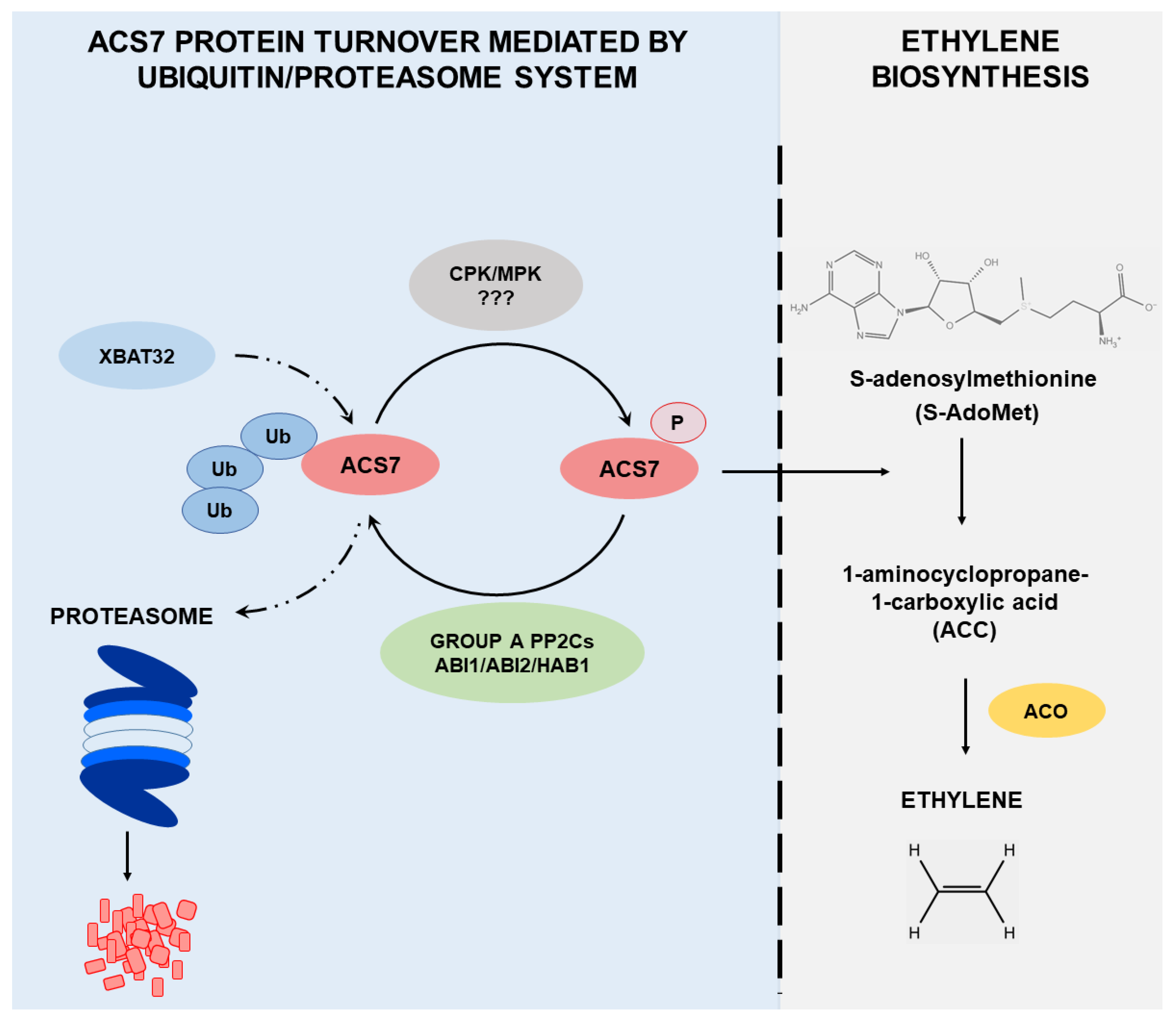 Cells 09 00978 g008 Cells 09 00978 g008