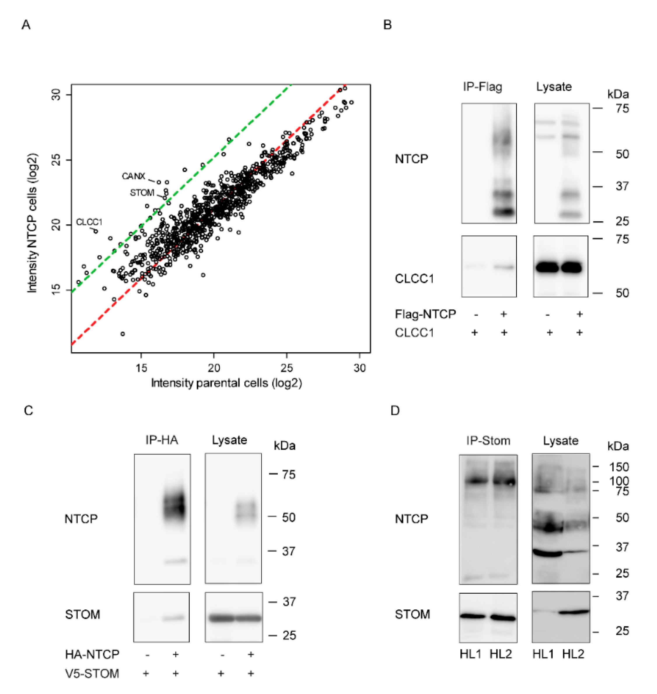 Cells 09 00986 g001 Cells 09 00986 g001