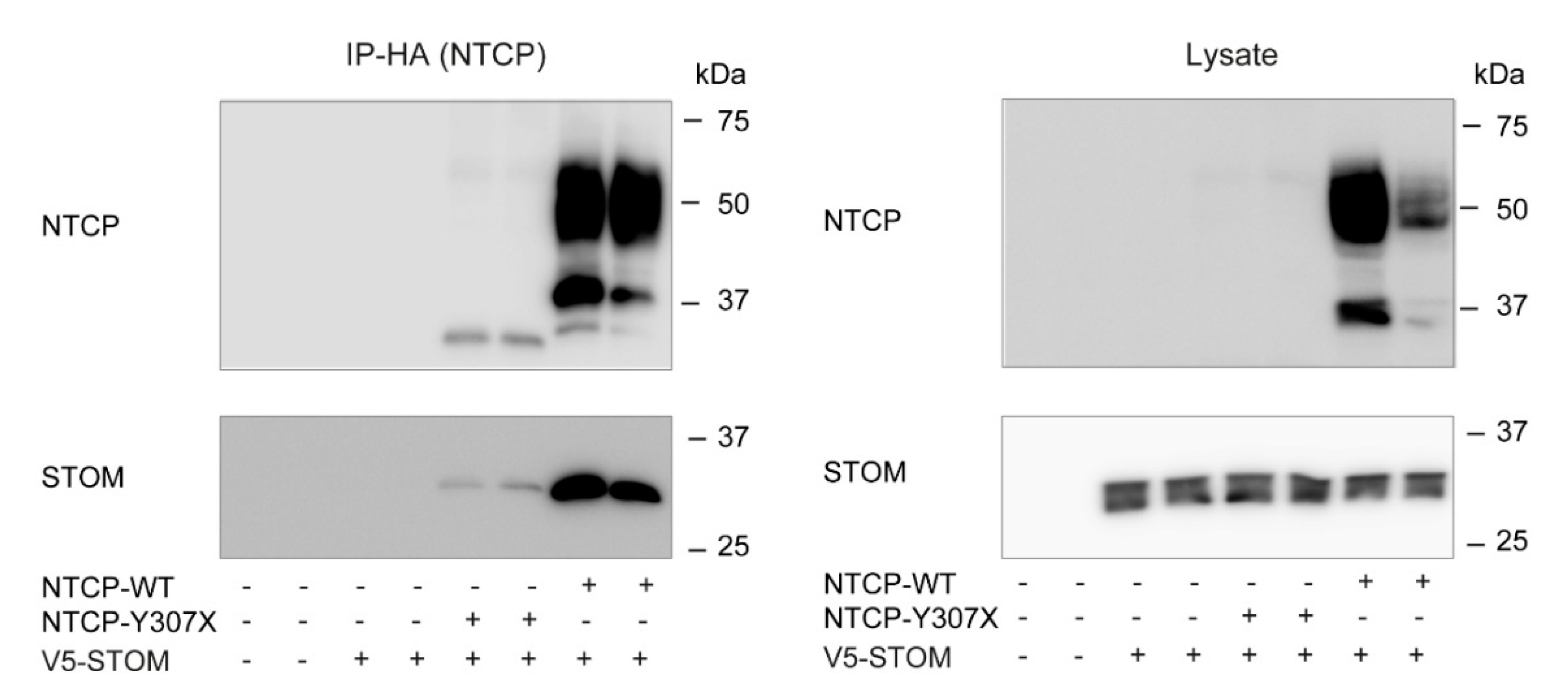 Cells 09 00986 g006 Cells 09 00986 g006