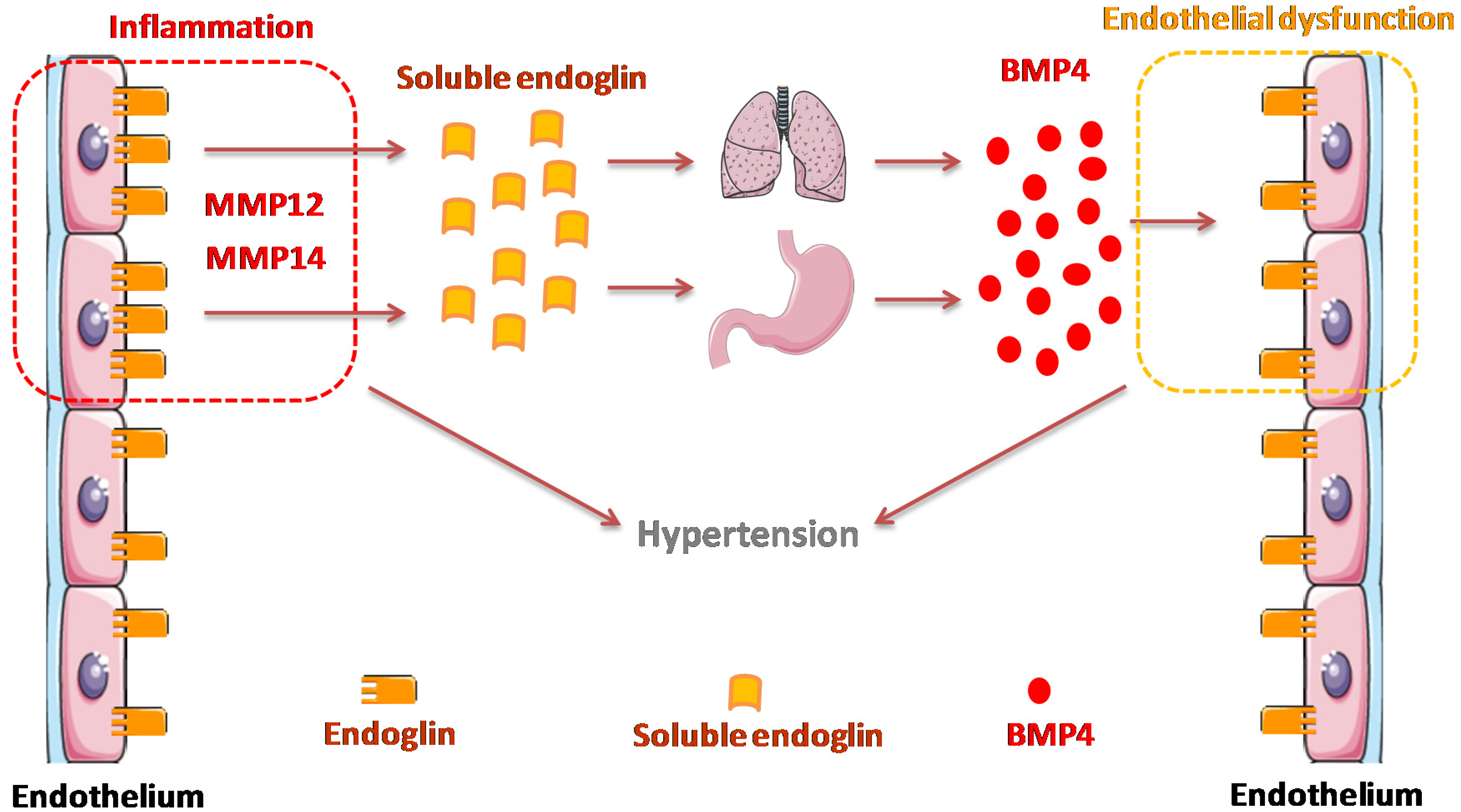 Cells 09 00988 g007 Cells 09 00988 g007
