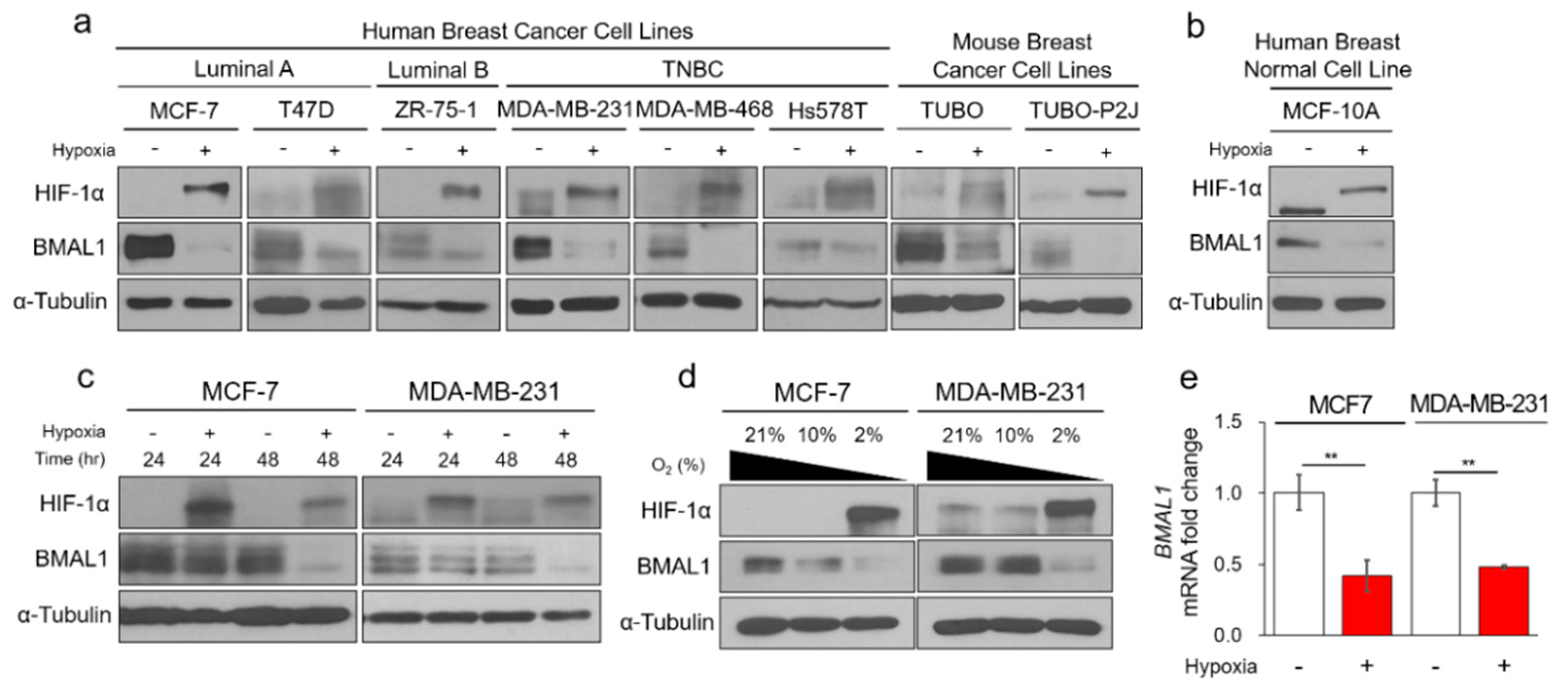Cells 09 00989 g001 Cells 09 00989 g001