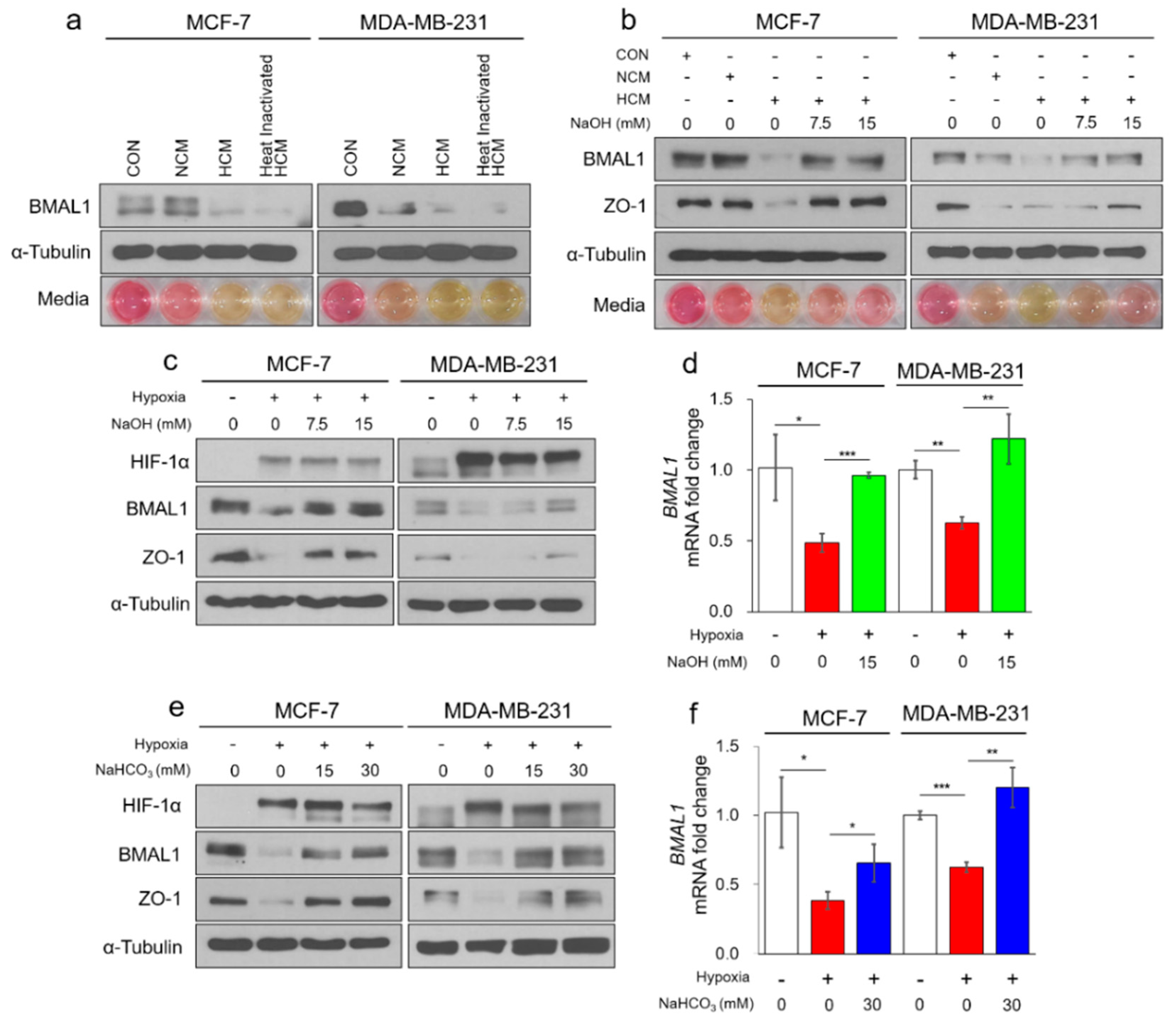 Cells 09 00989 g002 Cells 09 00989 g002