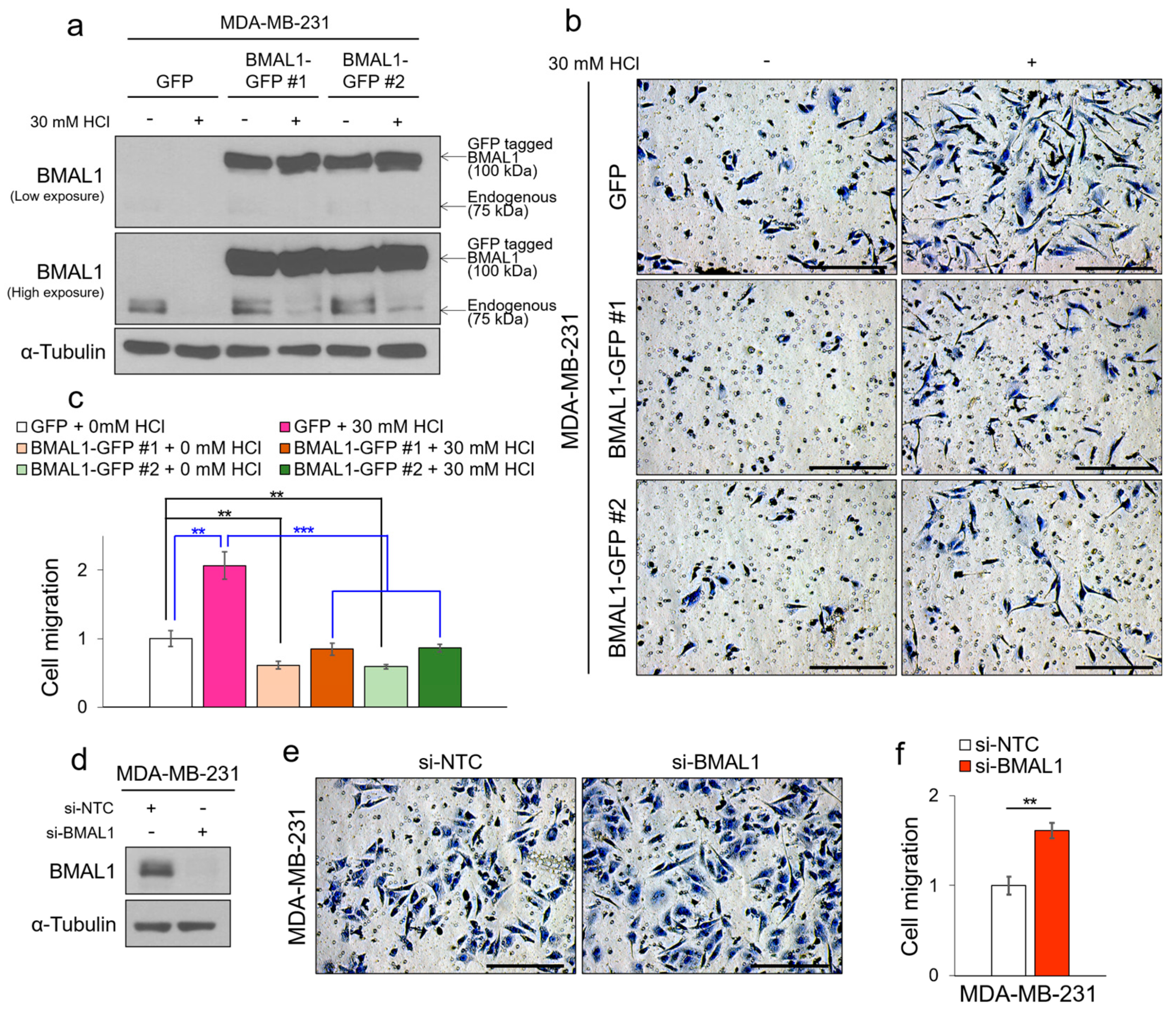 Cells 09 00989 g004 Cells 09 00989 g004