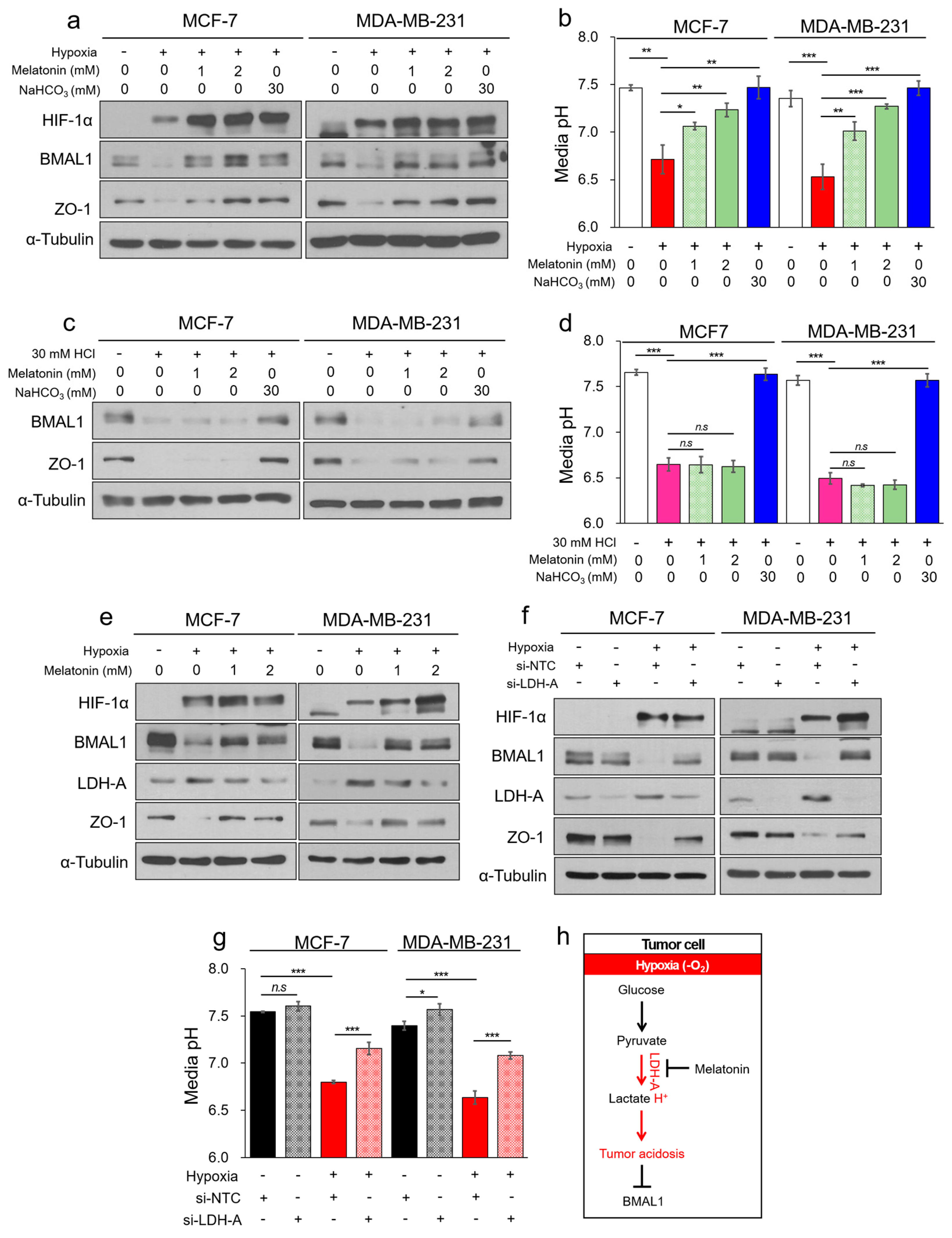 Cells 09 00989 g005 Cells 09 00989 g005